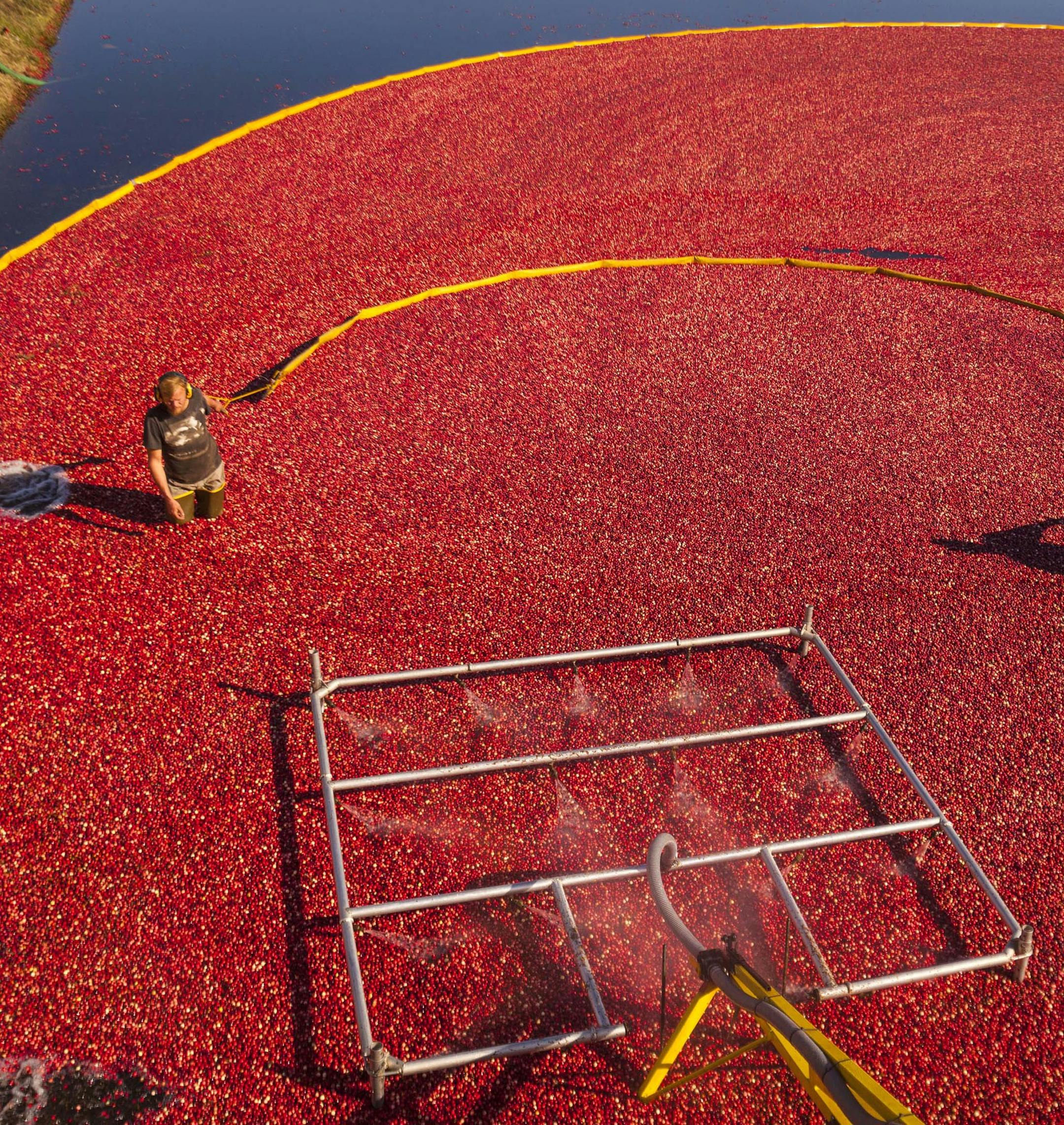 In this Sept. 26, 2014 photo provided by the Wisconsin State Cranberry Growers Association, cranberries are corralled to be pumped out of a bog at Brockway Cranberry Inc. in Black River Falls, Wis.&#xdc;The U.S. Department of Agriculture predicted Wisconsin's 2015 harvest will be 5 million to 5.3 million barrels of the nation's 8 million barrels of cranberries. (Andy Manis/Wisconsin State Cranberry Growers Association via AP) ORG XMIT: MIN2015102413540335