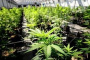 Young cannabis plants grow in the Otsego facility run by Minnesota Medical Solutions.