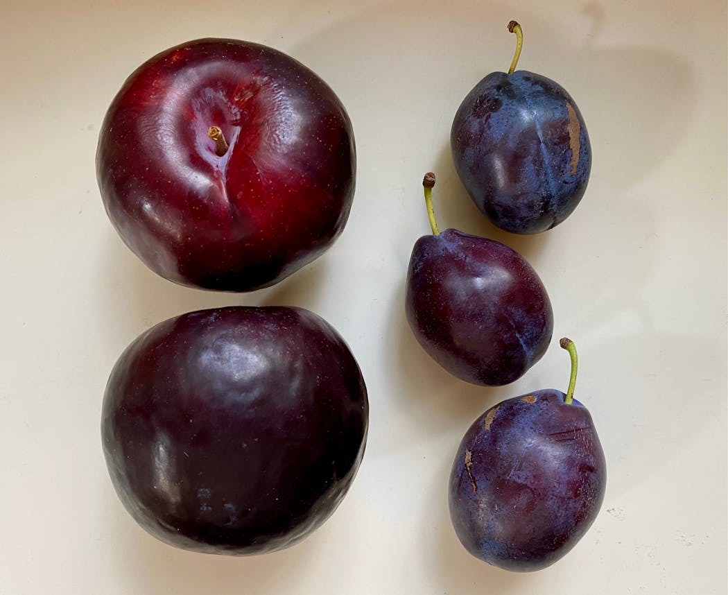 Italian plums, right, are smaller than their grocery-store counterparts.