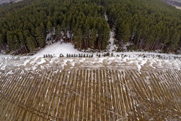 Potato producer R.D. Offutt is is backing away from a controversial expansion just south of the Mississippi River headwaters after regulators insisted