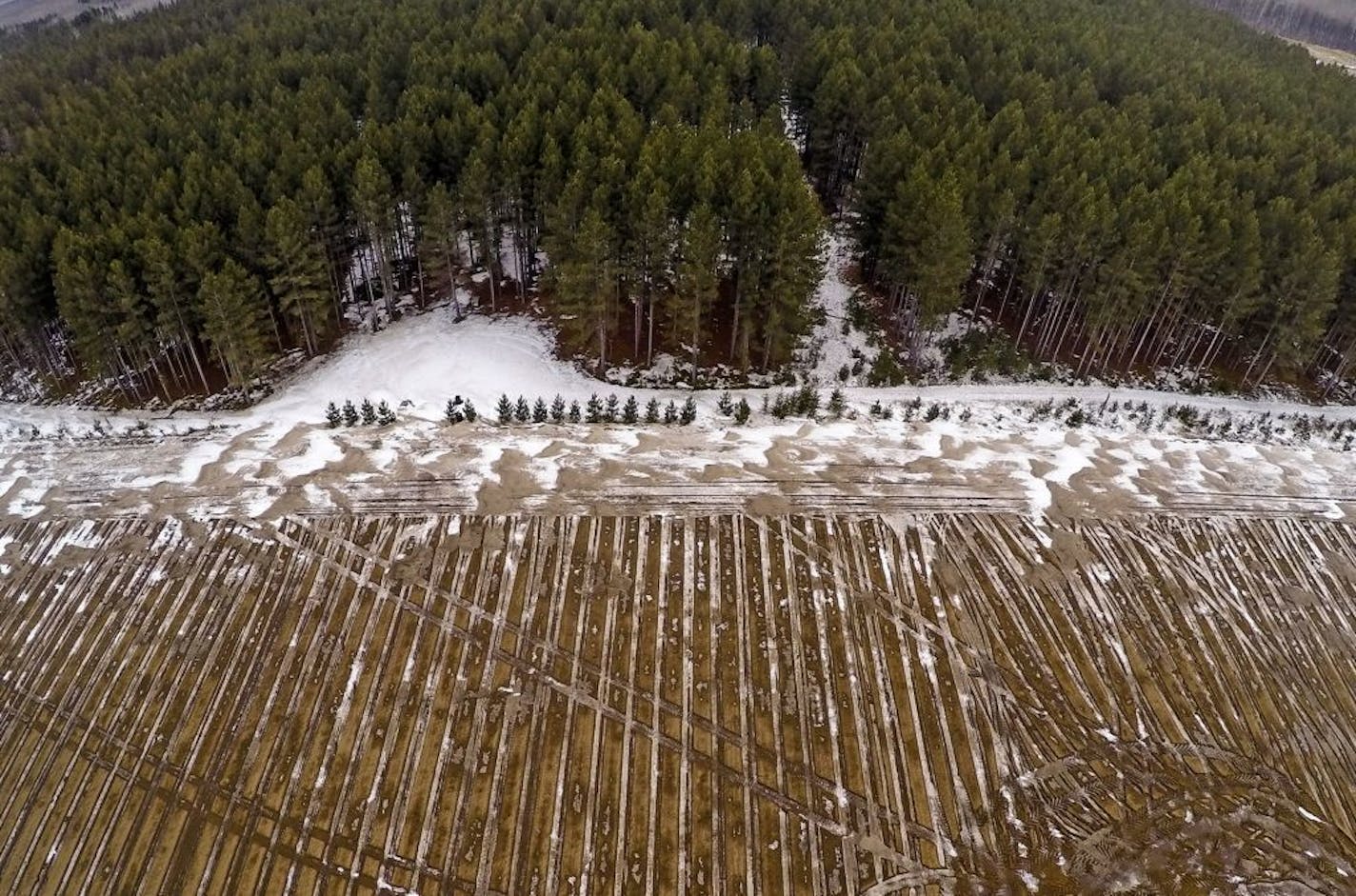 Potato producer R.D. Offutt is is backing away from a controversial expansion just south of the Mississippi River headwaters after regulators insisted on an environmental study. Above: An agricultural field, in Sebeka, Minn., bordered by pines.