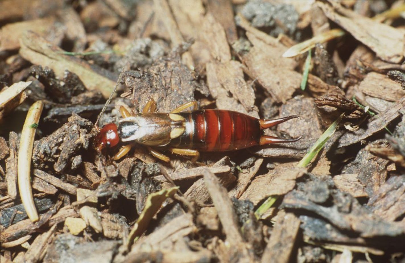 This insect is called an earwig. They feed on vegetables and flowers.