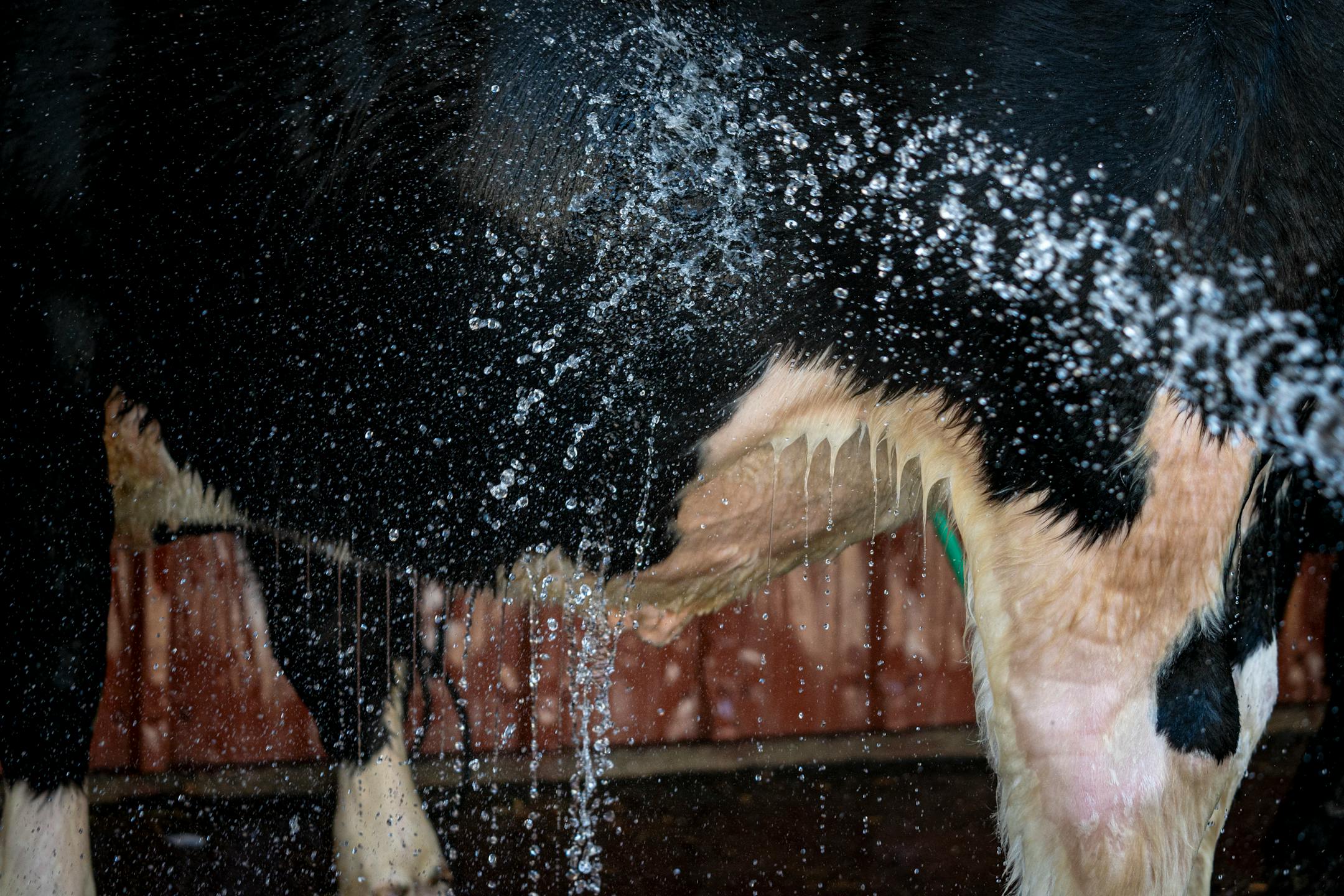 A cow drips with water while being hosed down outside the cattle barn on the Minnesota State Fairgrounds in Falcon Heights, Minn. on Wednesday, Aug. 23, 2023. With temperatures in the high '90s during a record-breaking heat wave, it's just as important for the animals to stay cool as the humans.