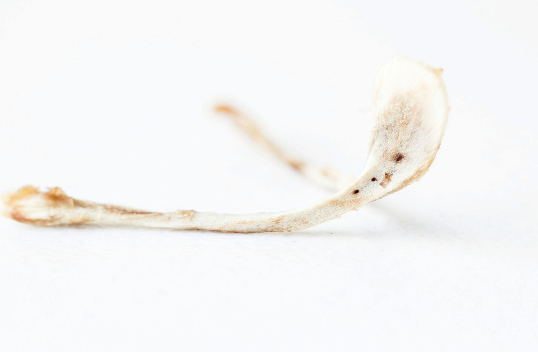 To win at the wishbone, it's all in the technique.