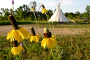 Wildflowers bloomed around the tipis on the prairie at Upper Sioux Agency State Park in 2013.