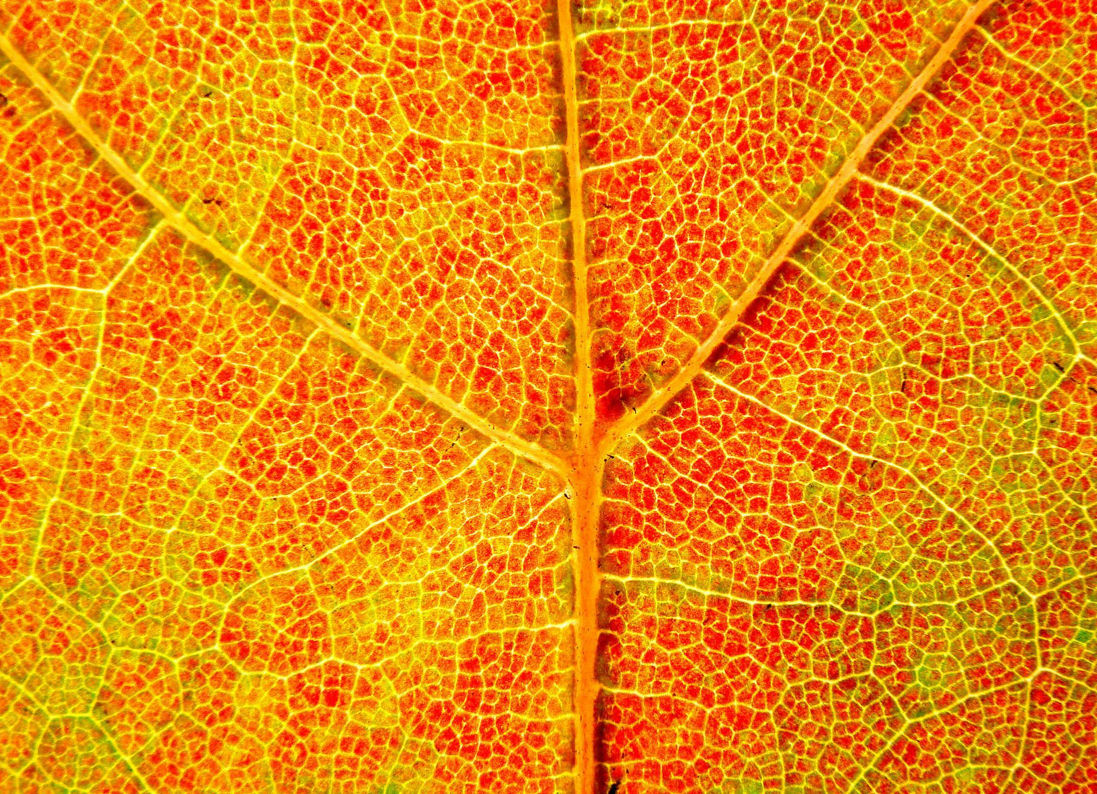 BRIAN PETERSON ï Brianp@startribune.com Duluth, MN 9/14/2006 The leaves are just starting to turn in the Duluth area, with some maples turning red, many of the aspen and birch turning yellow and brown. It's been a dry year in Northern Minnesota and leaves seem to be turning early. (In this photo) A close-up view of the changing colors of a maple leaf.