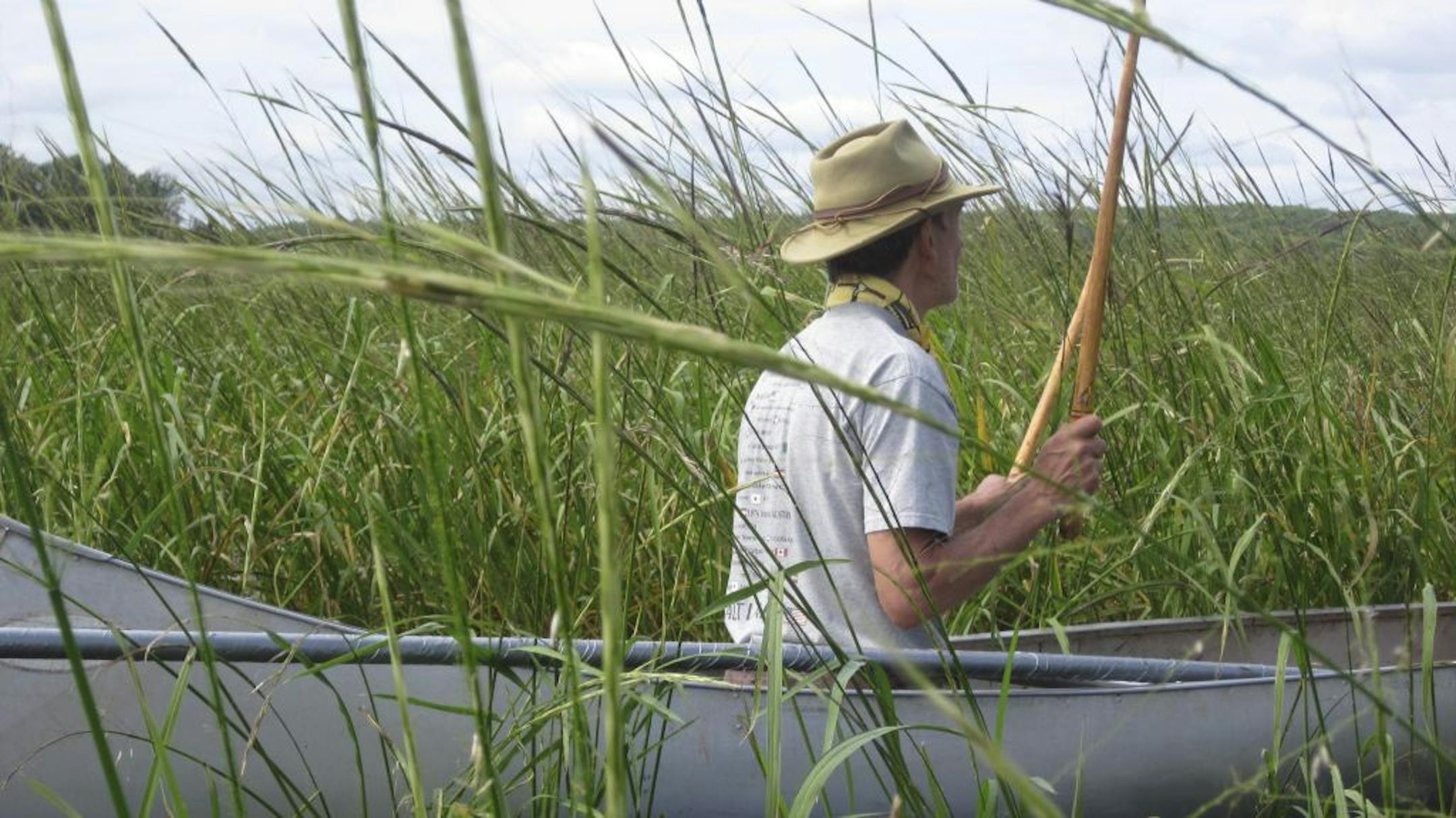Tom Hurrie uses two slender birchwood sticks, called "knockers," to harvest wild rice.