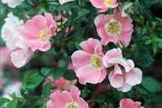 `Carefree Delight' shrub rose