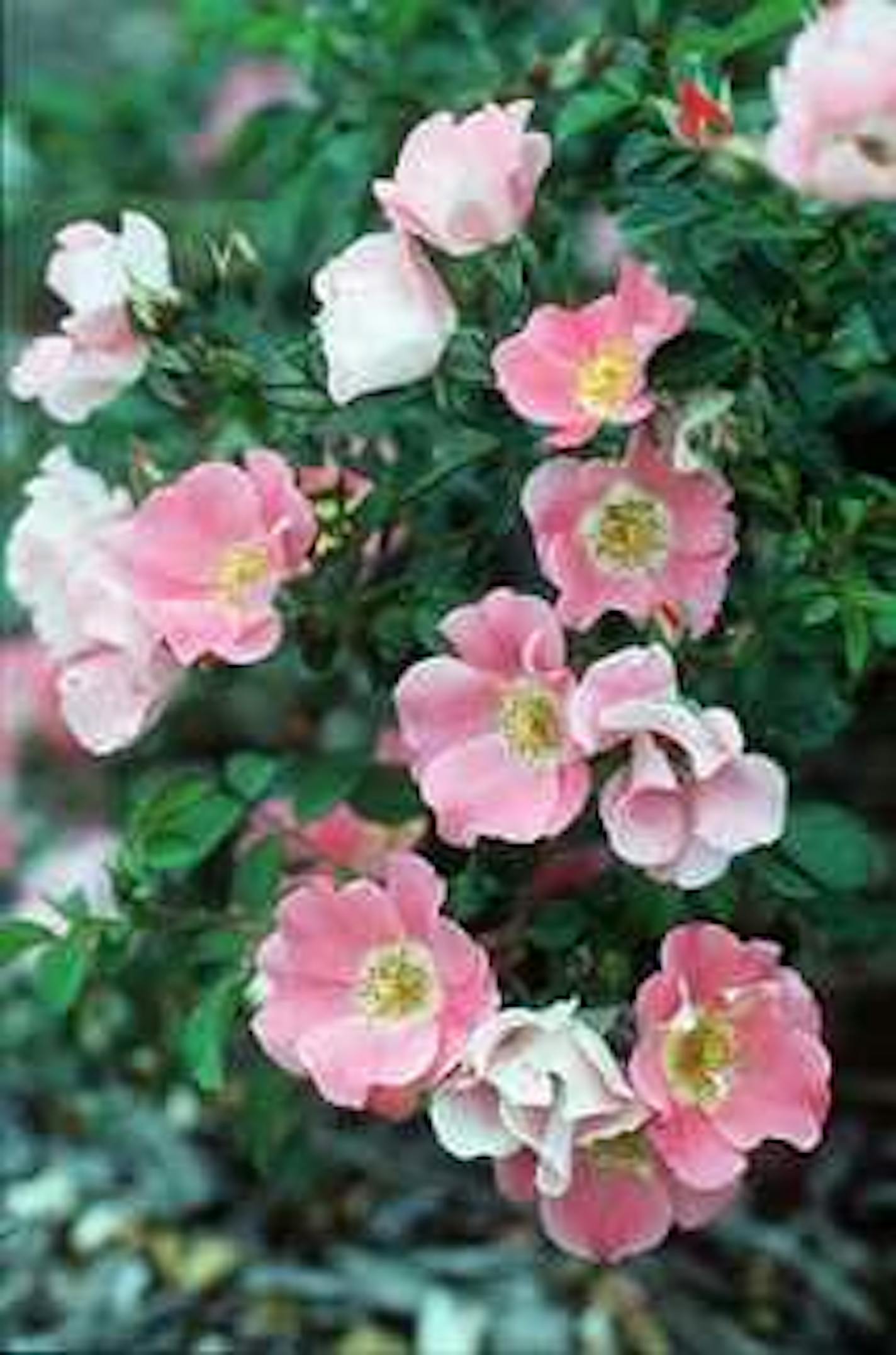 `Carefree Delight' shrub rose