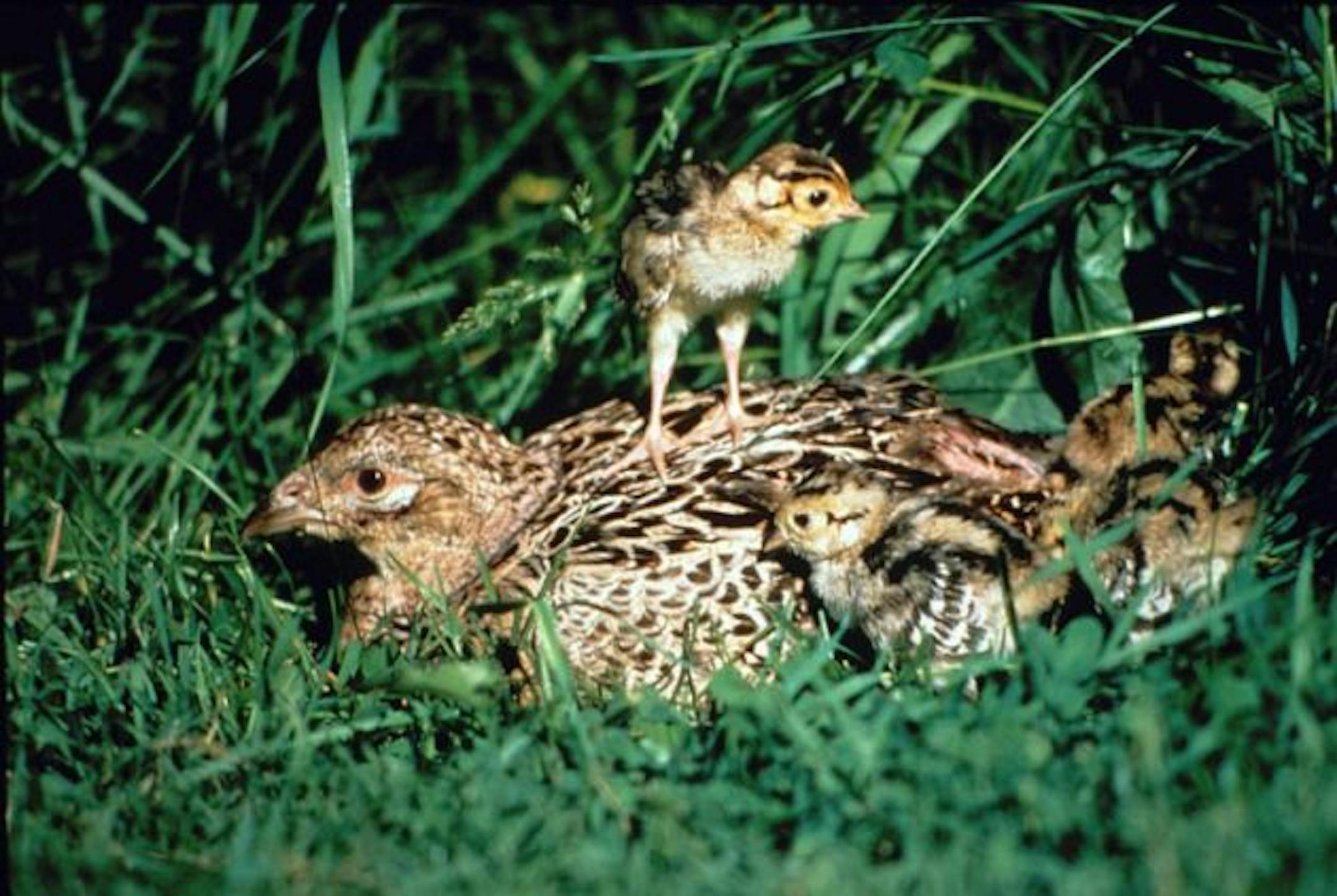 A hen pheasant and her brood