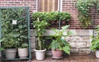 Patio or container vegetable garden, from istock