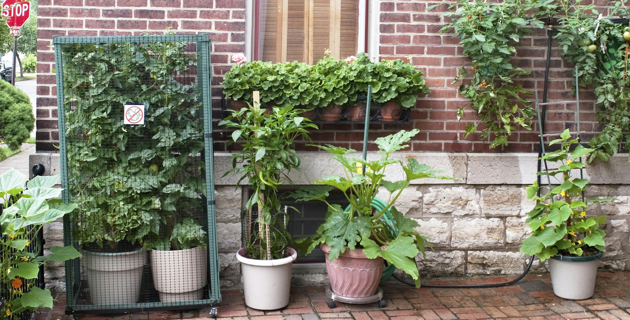Patio or container vegetable garden, from istock