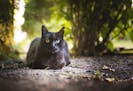 Outdoor cats can spread disease and negatively impact native species.
