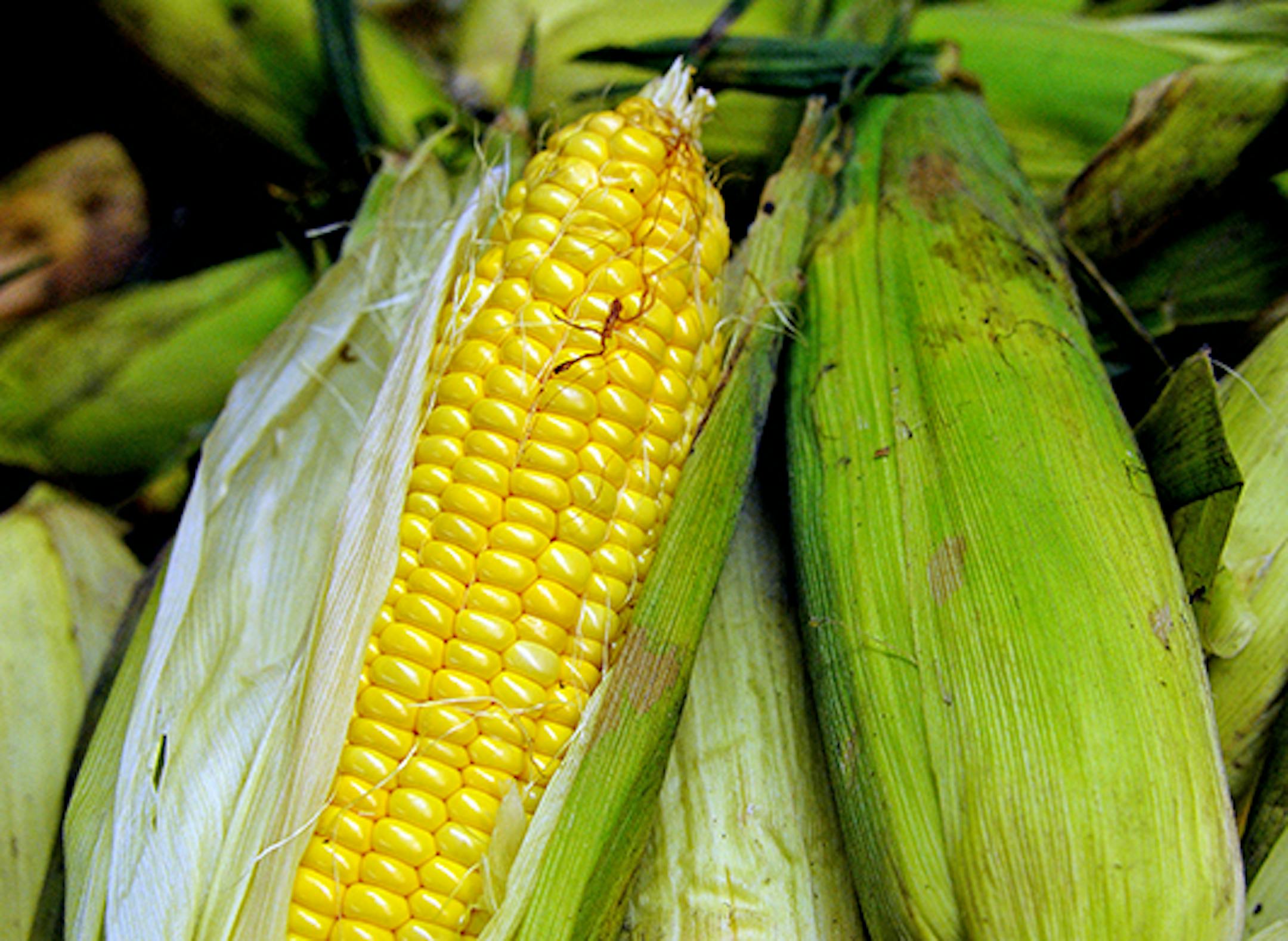 Freshly picked sweet corn.