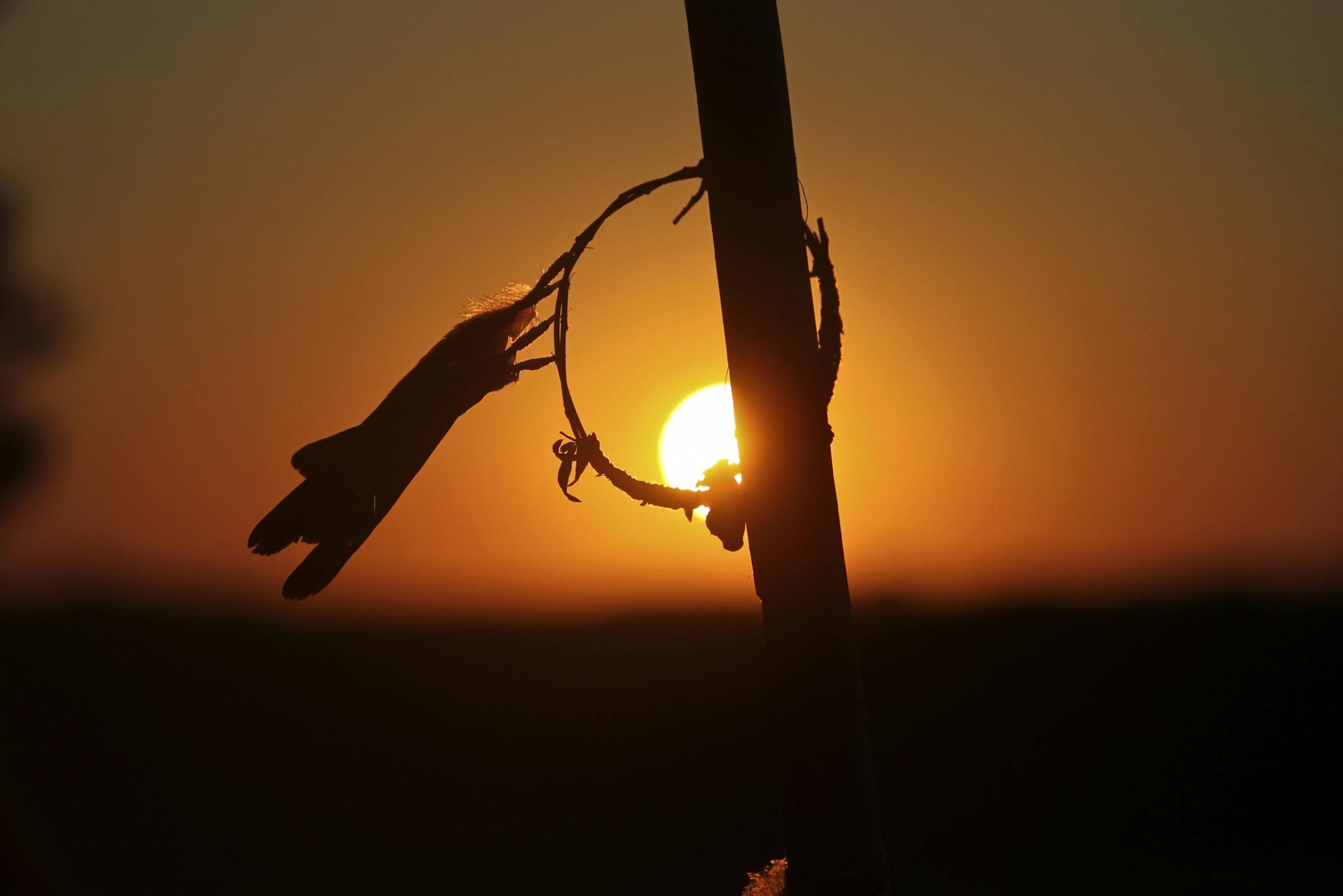 The sun sets over Little Crow's grave in First Presbyterian cemetery north of Flandrau, where a dream catcher adorns a 12-foot-high stake behind the tombstone. On a crisp September day in 1971, Little Crow's remains were brought in a copper box to a small cemetery north of Flandrau, S.D., overlooking the Big Sioux River valley, for burial. The tombstone that marks his grave has three dates on it: his birth year, estimated as 1818; the July 3, 1863 day of his death in Hutchinson and, finally, the