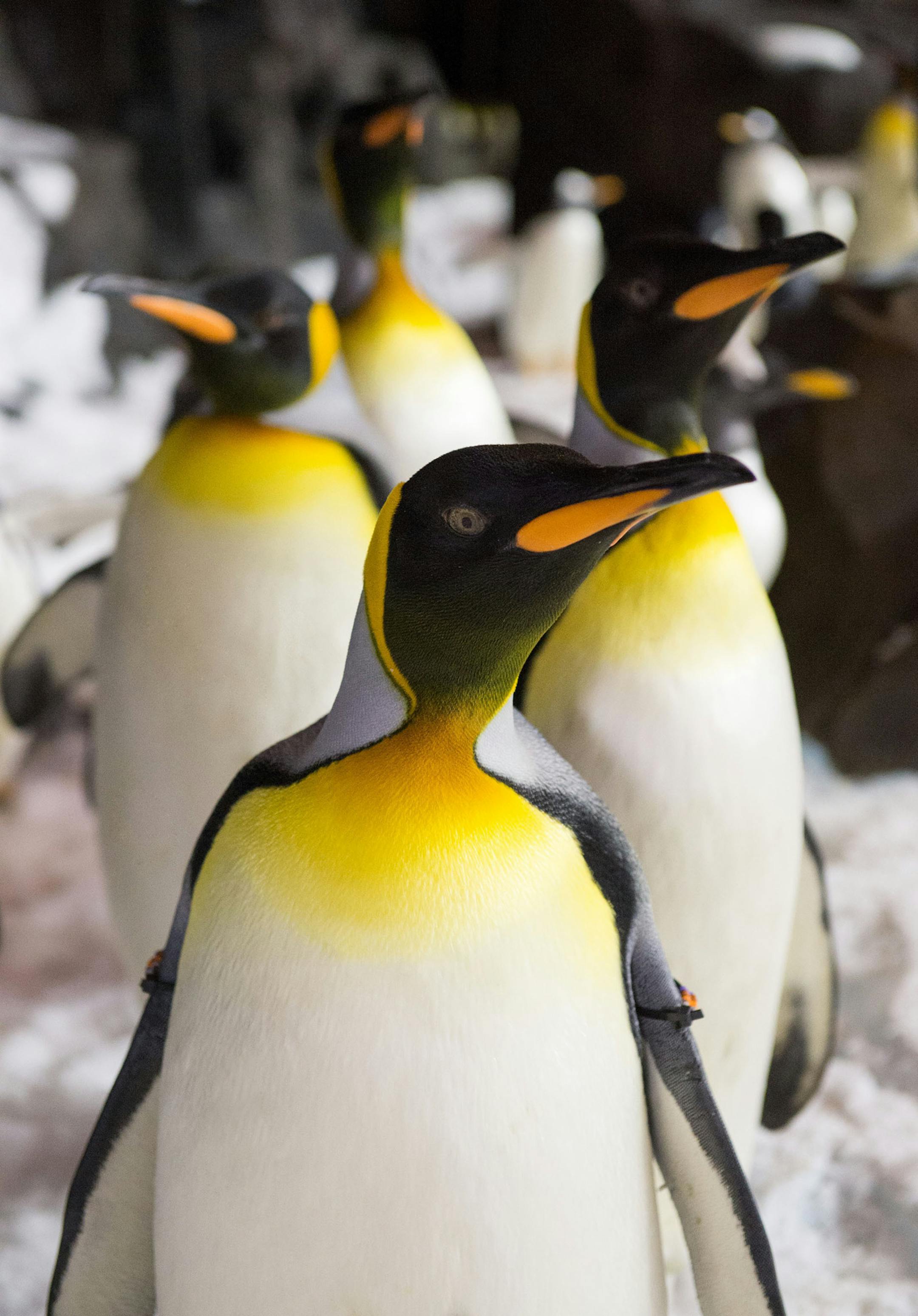 Orlando, Fla. (May 24, 2013) -- Like humans, penguins find strength in numbers. Strong family and colony bonds help penguins raise chicks in some of the harshest habitats on Earth. Guests to Antarctica: Empire of the Penguin(TM) will get close to nearly 250 penguins in a chilly 30-degree habitat. Antarctica: Empire of the Penguin(TM) is a first-of-its-kind, family adventure ride, combining innovative, trackless ride technology and up-close encounters with a huge colony of penguins and opens at S