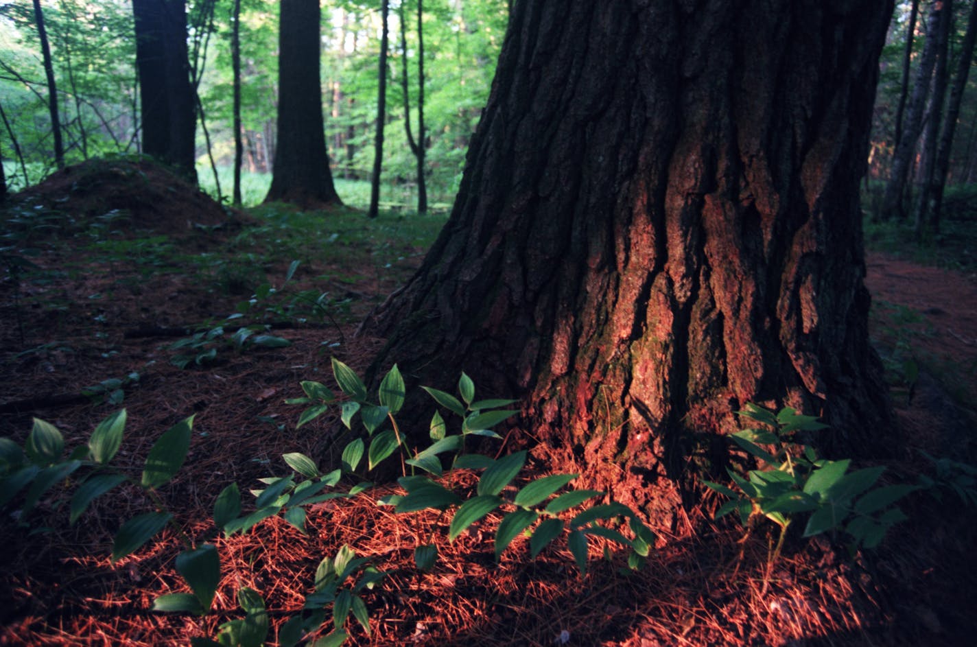 On the Bohall Trail in Itasca State Park, an old growth pine basks in evening light.