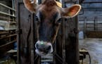 A device utilizing a laser measures Peaches the cow's burps for methane at Brades Farm in Lancaster, England, on March 6, 2020. Kand's employer, a Swi
