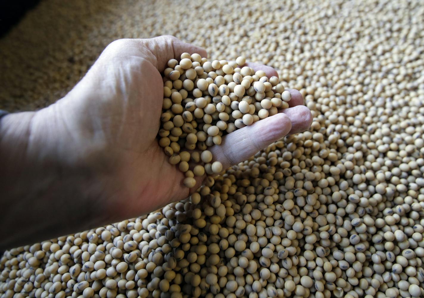 FILE- In this April 5, 2018, file photo sorted soybeans are ready for shipment and planting at Taylor Seed Farm near White Cloud, Kan. If the U.S. starts taxing Chinese imports Friday, July 6, 2018, Beijing plans to impose 25 percent tariffs on 545 U.S. products worth $34 billion a year, from soybeans and lobsters to sport-utility vehicles and whiskey. (AP Photo/Orlin Wagner, File)