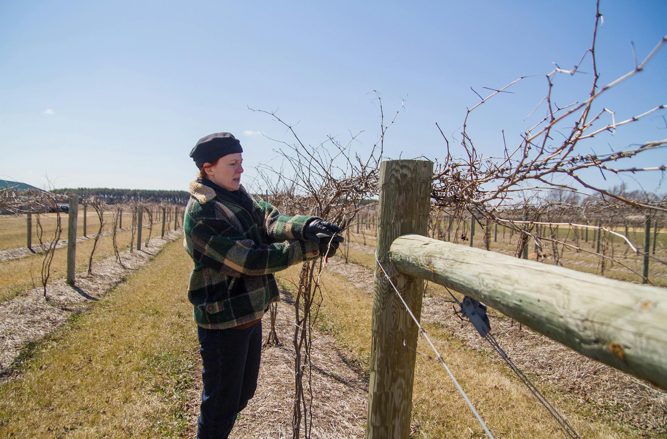 The heavy snow that accompanied this winter's long and and intense cold may have been a godsend to the state's wine producers, including Alexis Bailly in Hastings. In this photo: Nann Bailly inspects vines. Mark Hvidsten mark.hvidsten@startribune.com