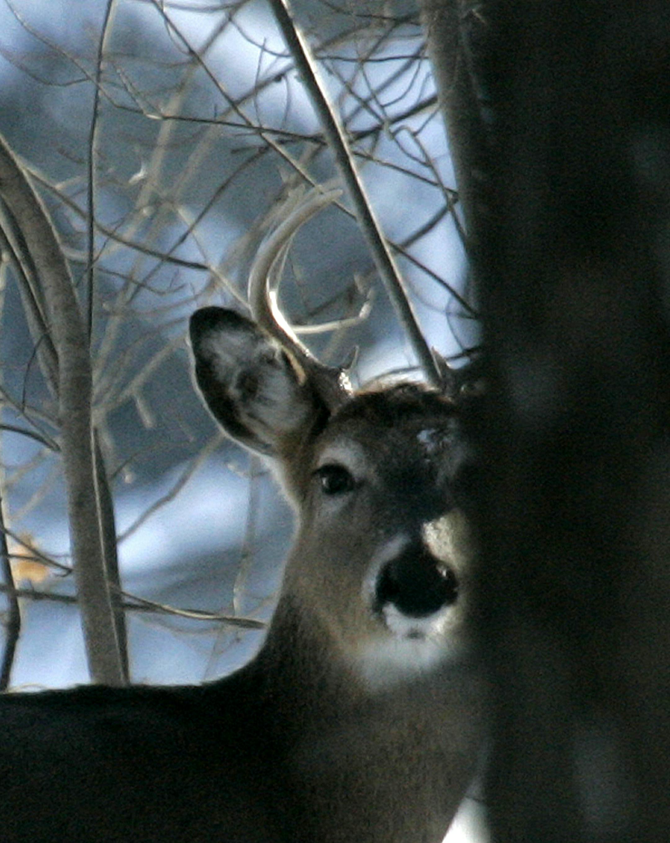 DAVID JOLES * djoles@startribune.com Fort Snelling, MN - Jan. 10, 2010- The DNR and REI teamed up to promote snow sports on national Winter Trails Day at Fort Snelling State Park. Folks new to winter sports were invited to discover snowshoeing, geocaching and other winter activities. Last year the event brought more than 1,000 people to the park. Here, a young whitetail buck peers up while grazing in the park along the Minnesota River.