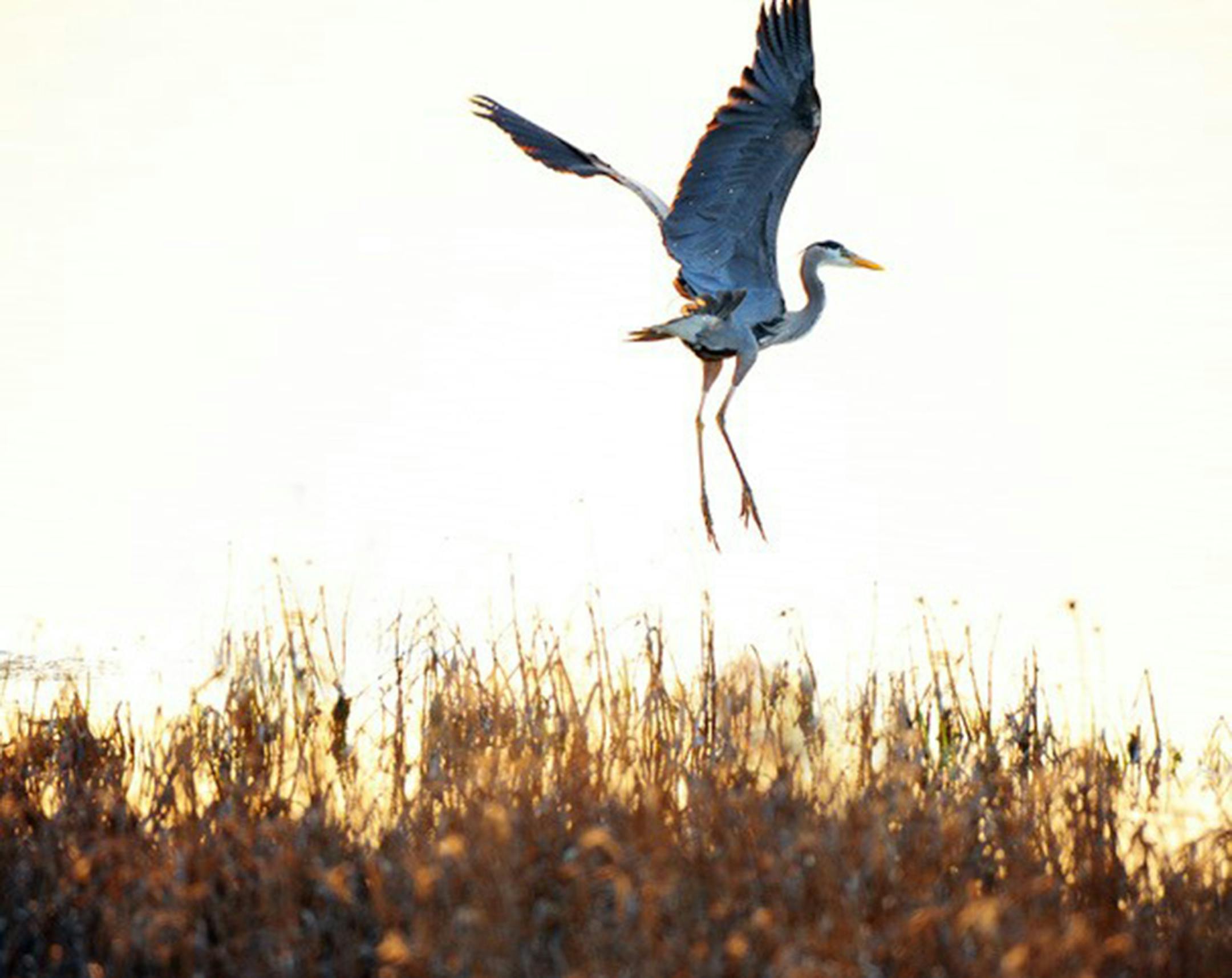 Great blue heron. Jim Williams photo