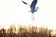Great blue heron. Jim Williams photo
