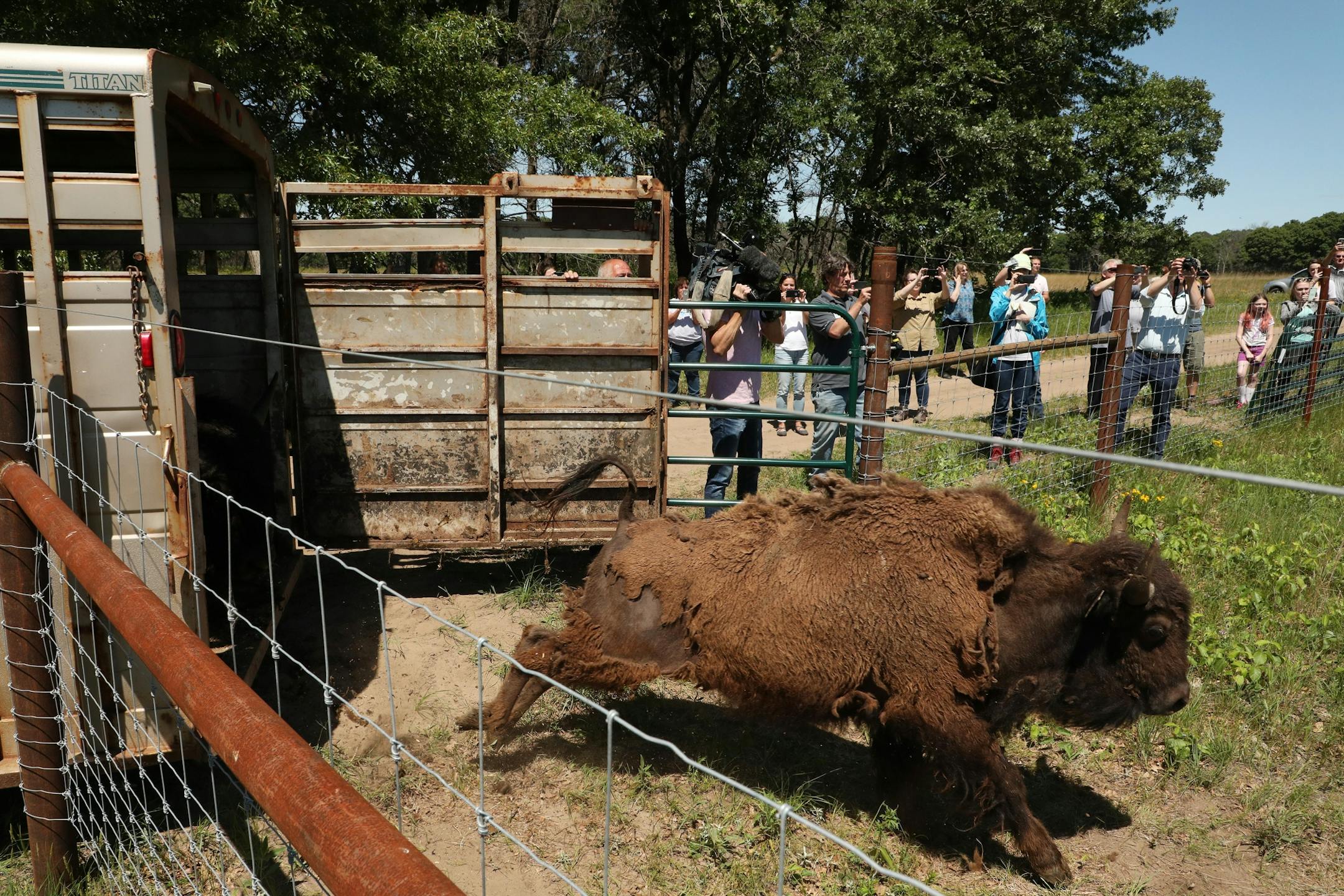 A bison from North Star Bison in Wisconsin sprinted from a livestock trailer as it and several others were released Wednesday at the University of Minnesota's Cedar Creek Ecosystem Science Reserve in East Bethel.