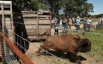 A bison from North Star Bison in Wisconsin sprinted from a livestock trailer as it and several others were released Wednesday at the University of Min