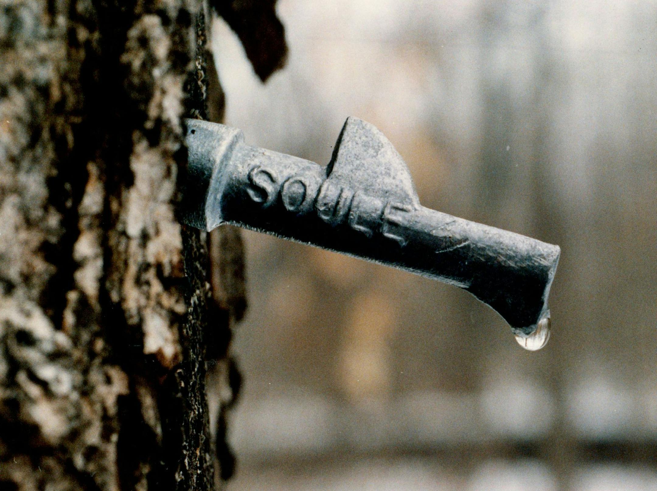 March 16, 1989 A drop of sap hung from the tip of tap. March 11, 1989 March 3, 1991 Jeff Wheeler, Minneapolis Star Tribune