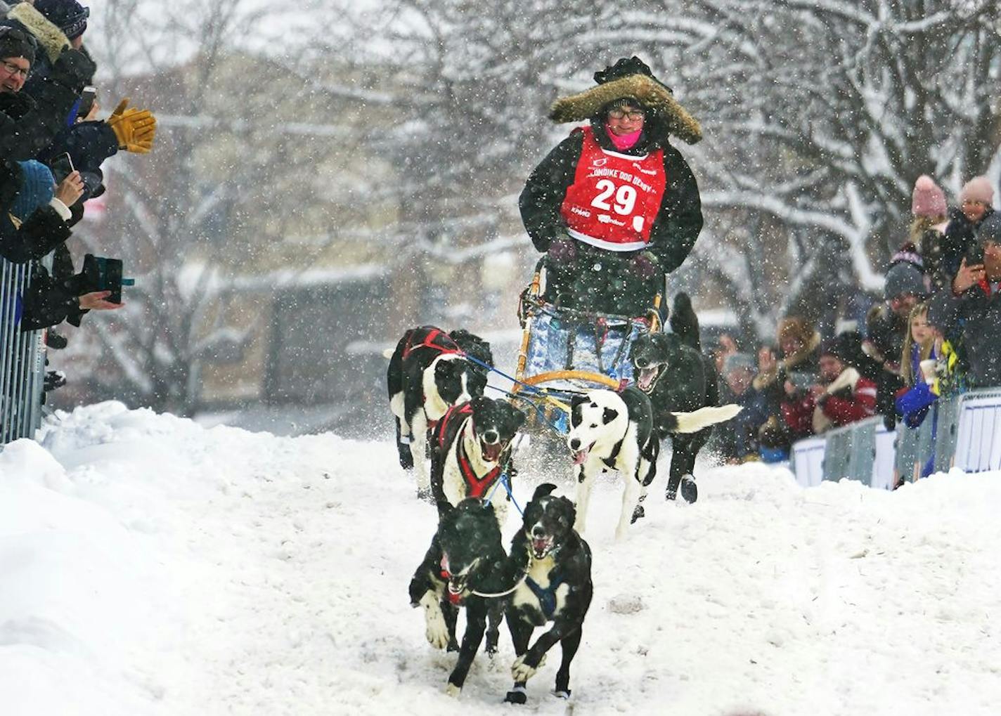 Billie Thompson of Cloquet, Minn., was off to the races Sunday, Feb. 9, 2020, at the Klondike Dog Derby, a 40-mile sled dog race on Lake Minnetonka. The race starts and finishes in downtown Excelsior.