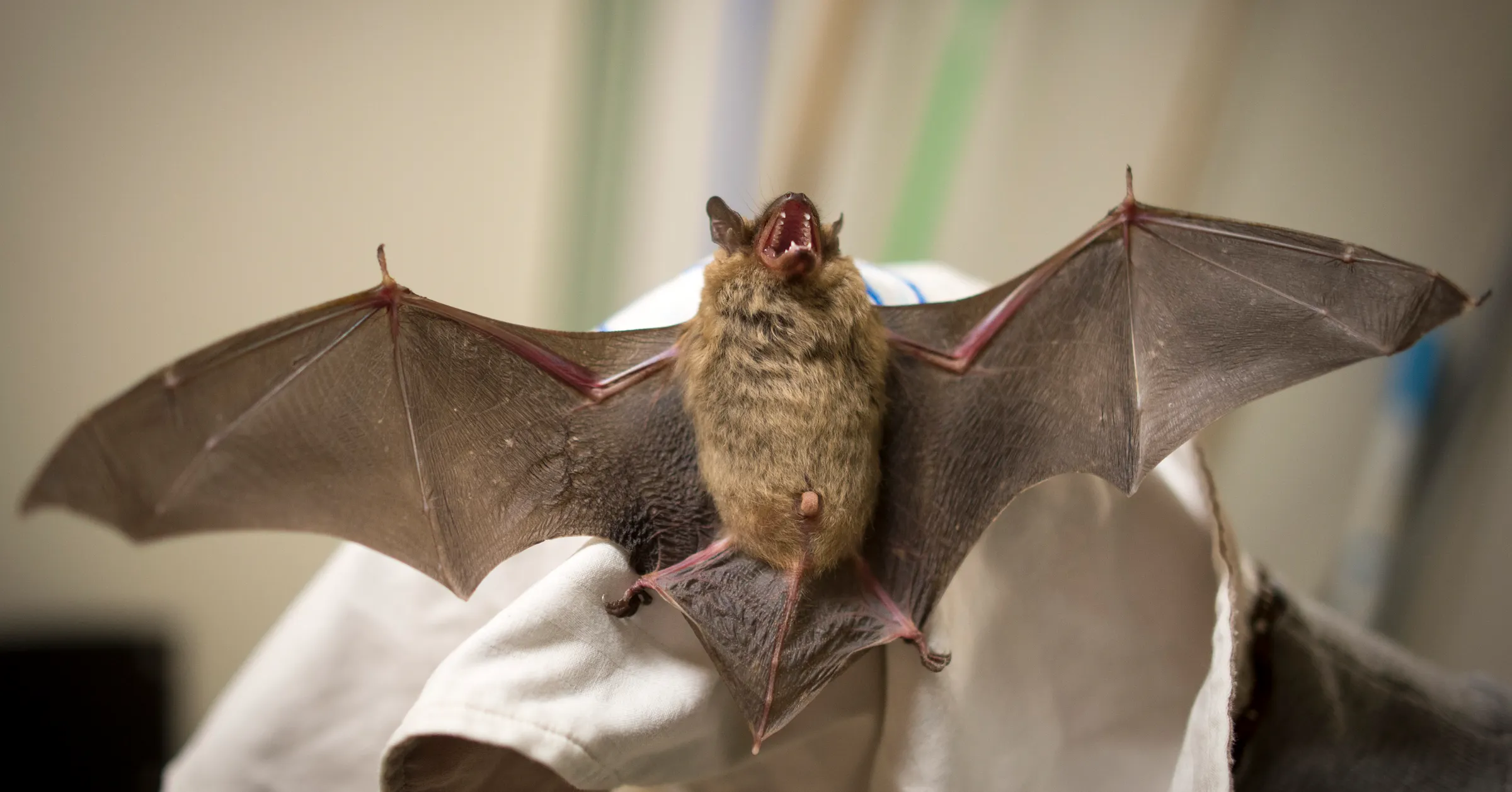 Bats Risk Rescuer's good intentions notwithstanding, beware of bat risks