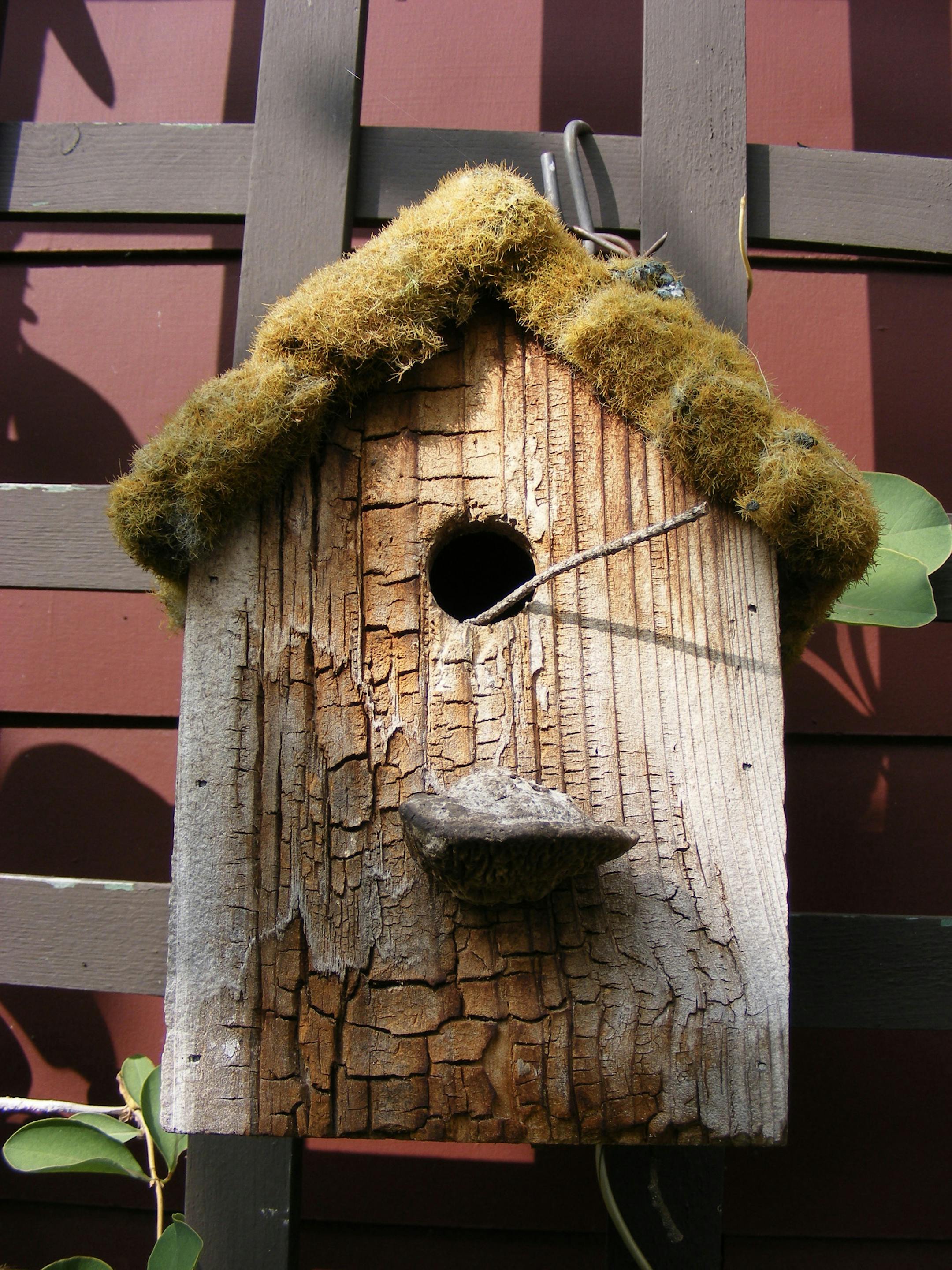 A wren added a final touch to its nest-building efforts.