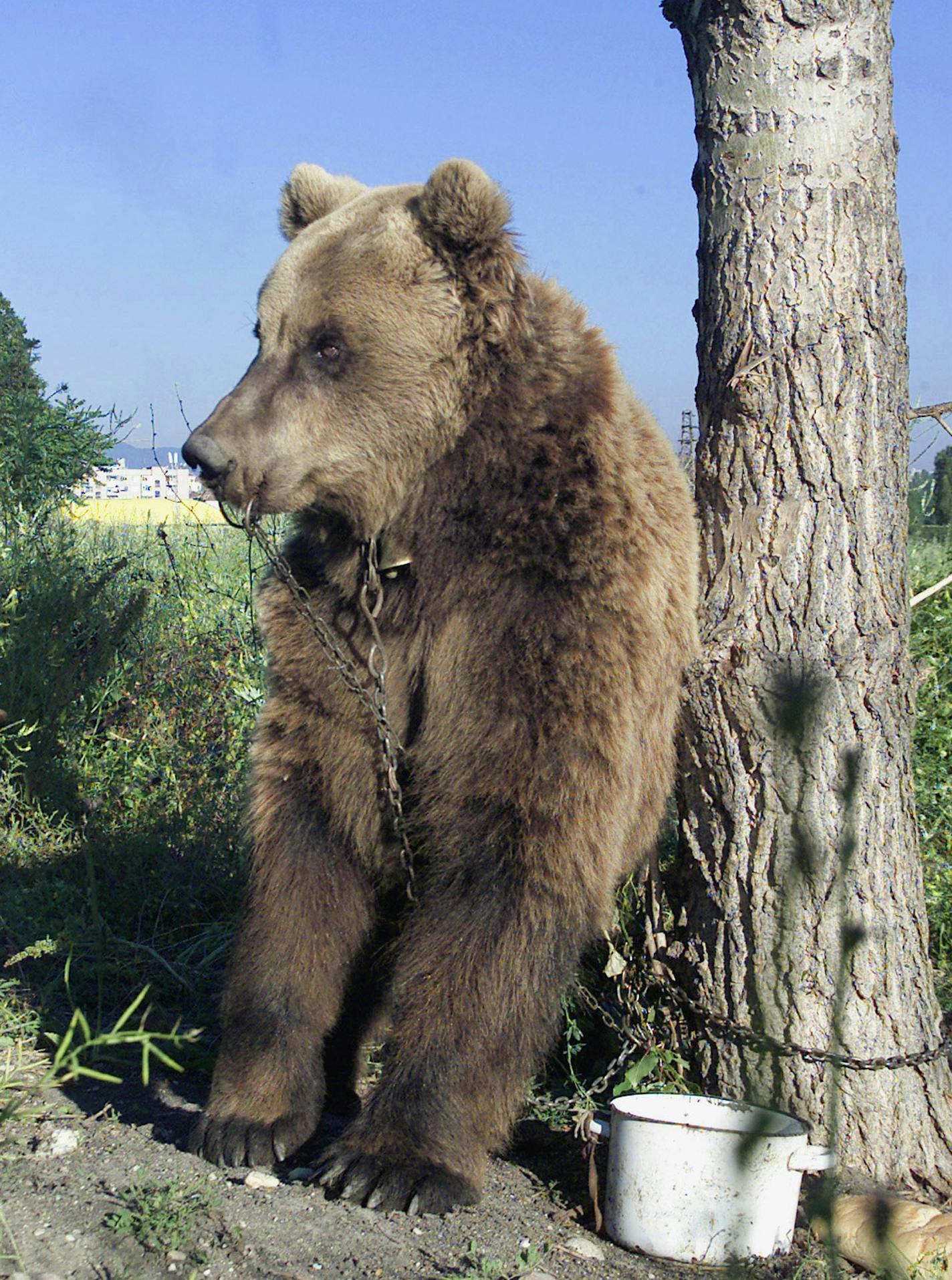 A brown bear named Charlie was chained to a tree before being transported to the Dancing Bear Park near Sofia, Bulgaria.