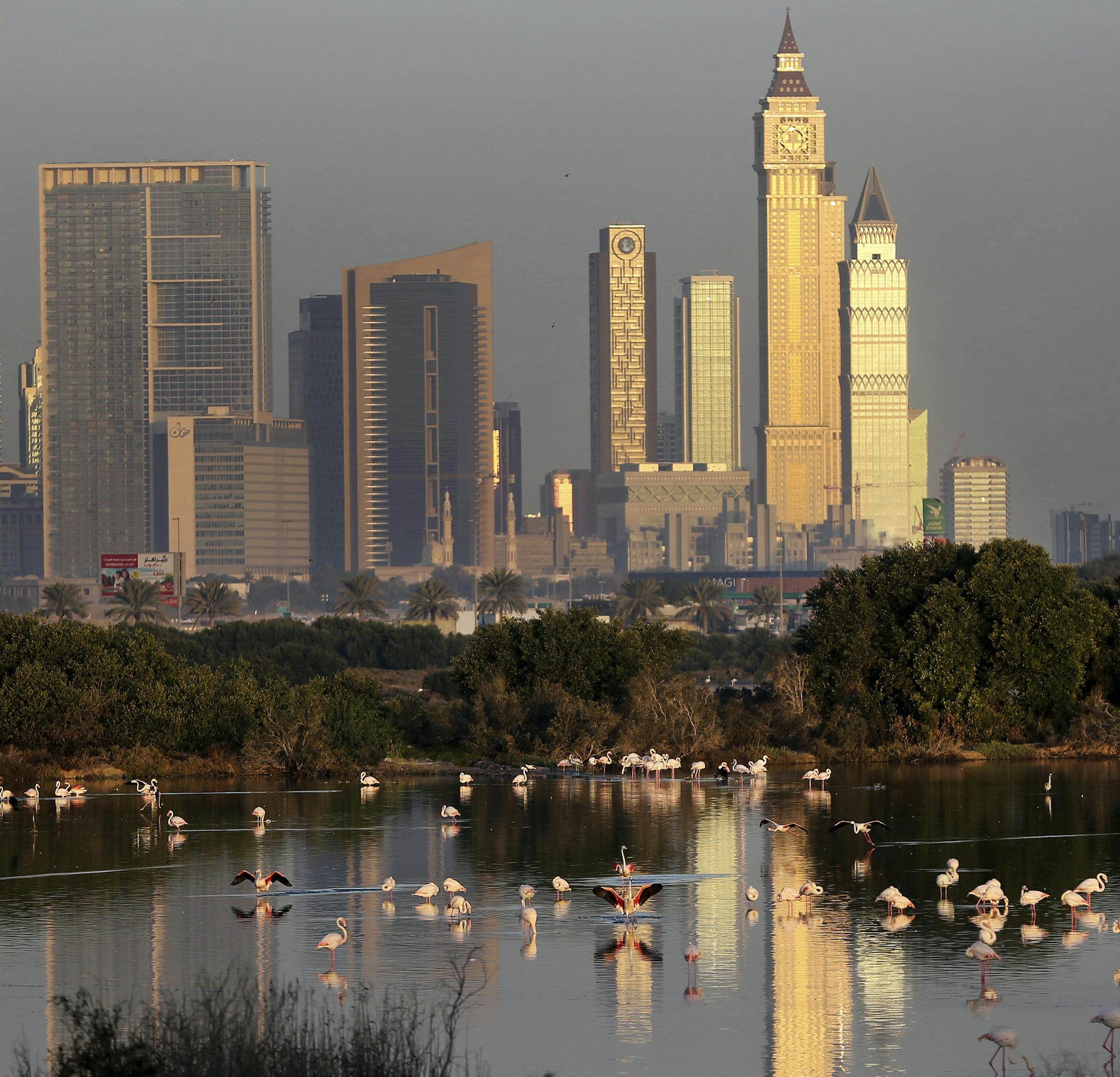 In this Saturday, Jan. 28, 2017, with skyscrapers along the Sheikh Zayed highway, at background, flamingoes and other birds forage for food at the Ras Al Khor Wildlife Sanctuary in Dubai, United Arab Emirates. (AP Photo/Kamran Jebreili)