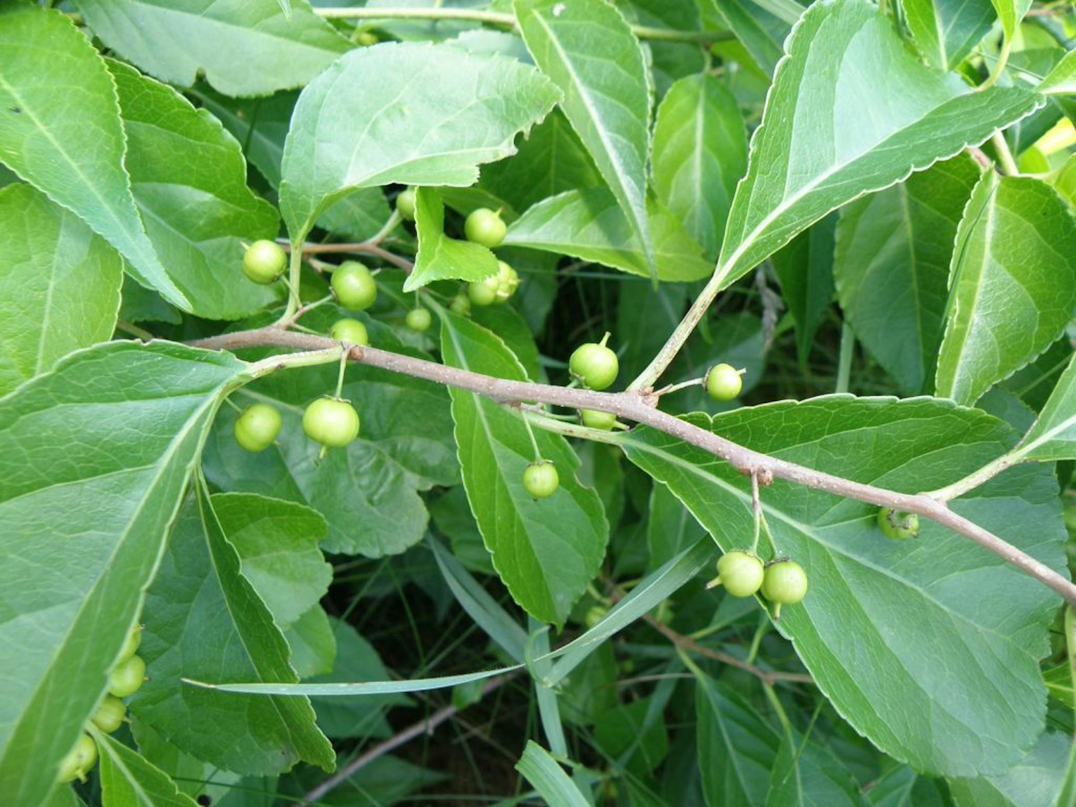 Oriental bittersweet.