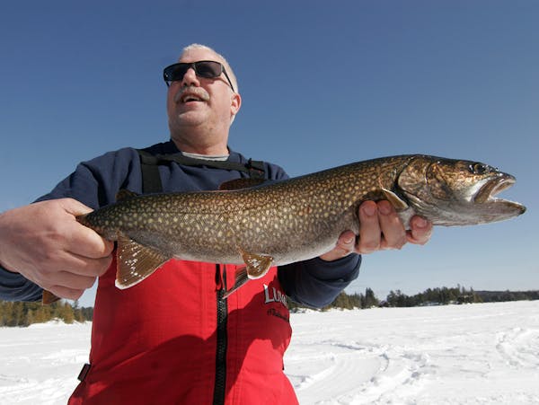 Dave Swenson of Cotton, Minn., held a lake trout he caught during a five-day Ontario fishing trip. Star Tribune photo by Doug Smith.