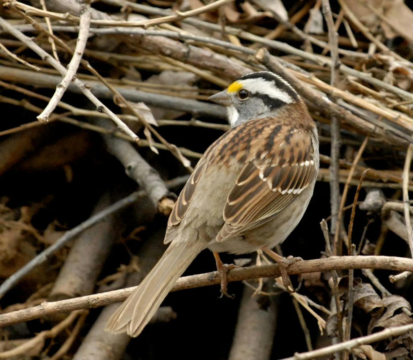 White-throated sparrow