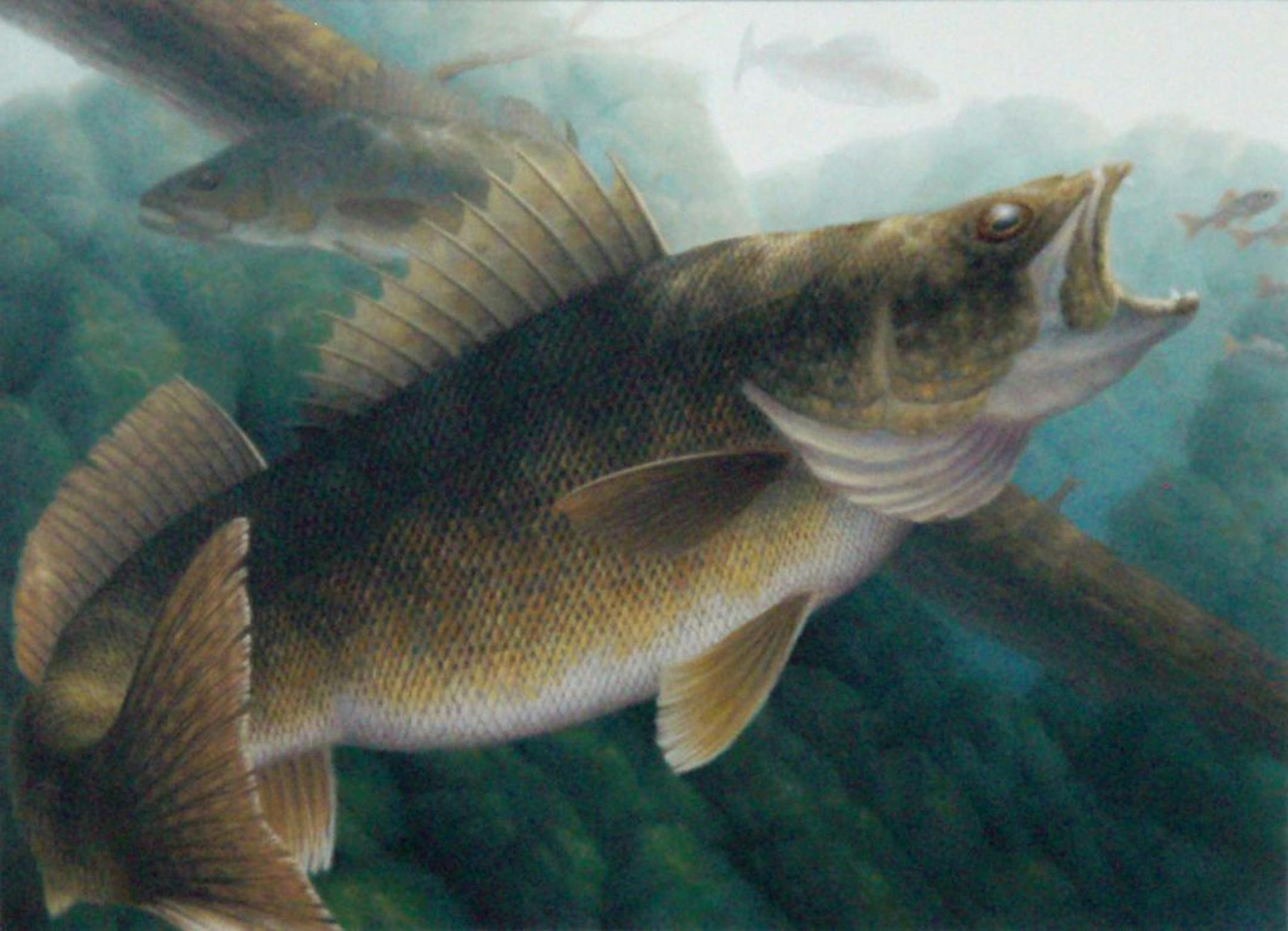 2012 Minnesota walleye stamp winner, by John House of Evansville, Minn.