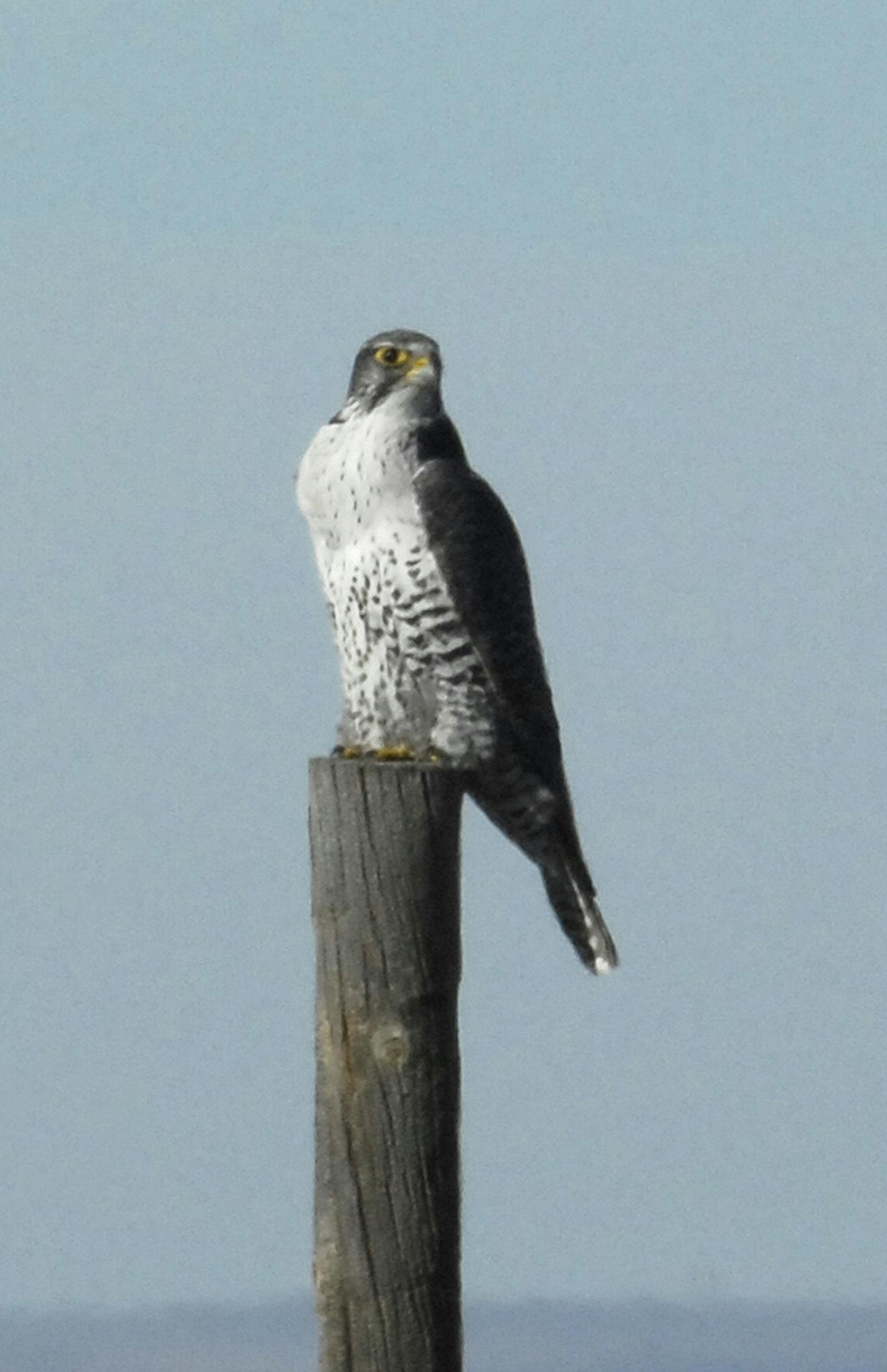 Gyrfalcon