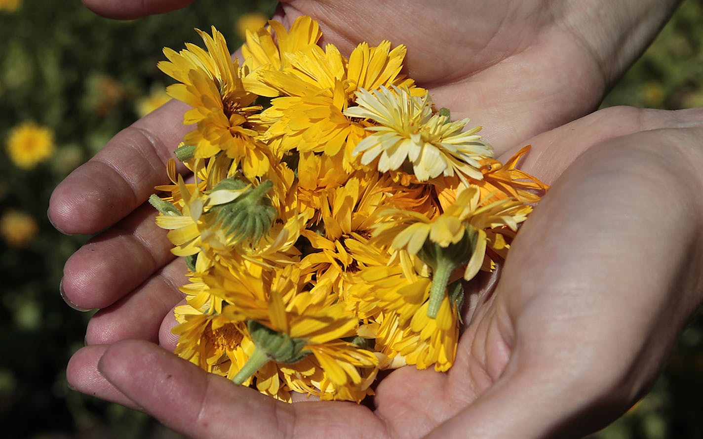 Amy Unterberger collected Calendula for future medicinal purposes on the Little Earth community garden, Wednesday, August 13, 2014 in Minneapolis, MN. Part of the garden is set on a circle depicting the North, South, East, and West directions. ] (ELIZABETH FLORES/STAR TRIBUNE) ELIZABETH FLORES &#x2022; eflores@startribune.com