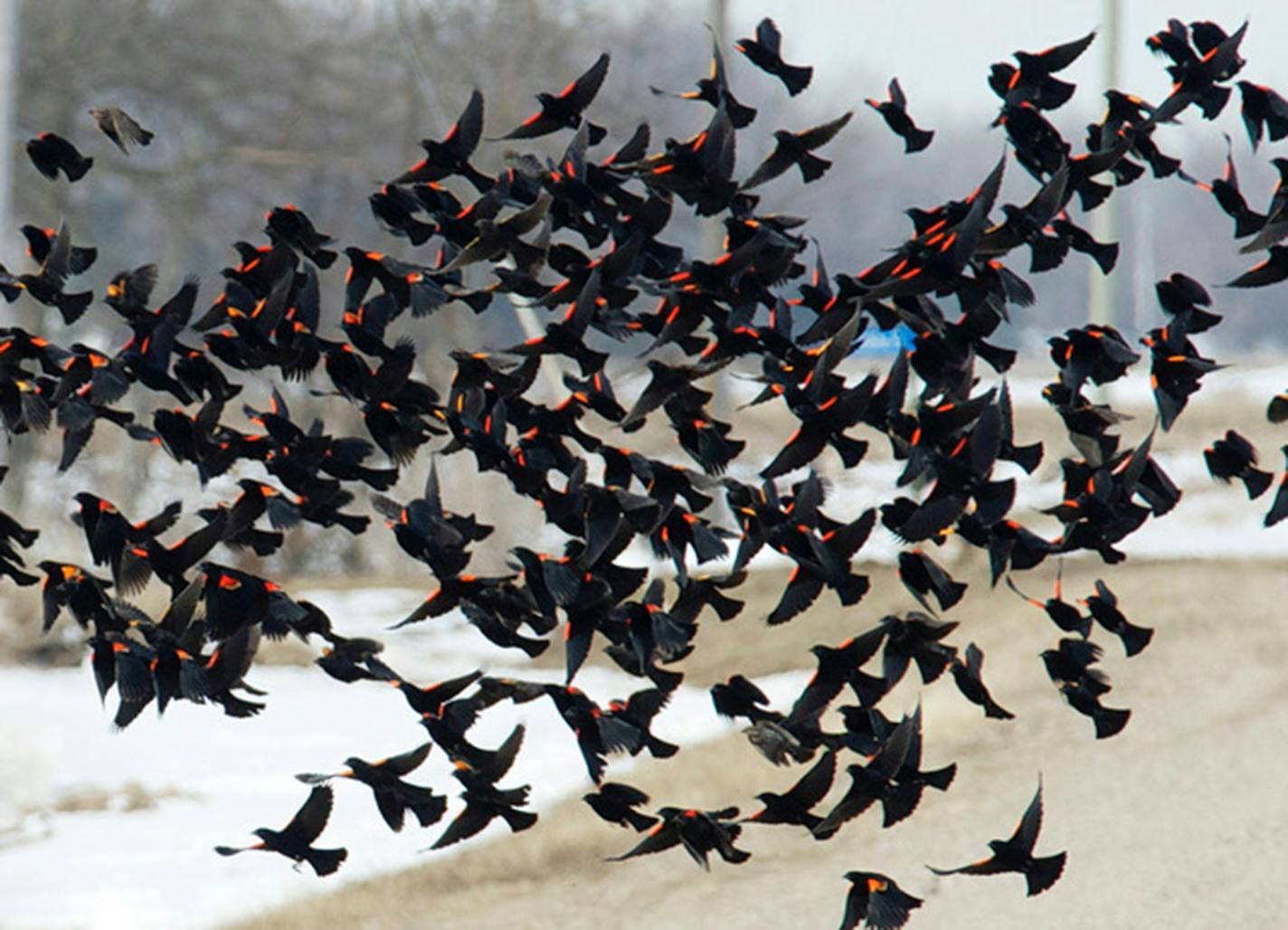 A large flock of red-winged blackbirds in flight.