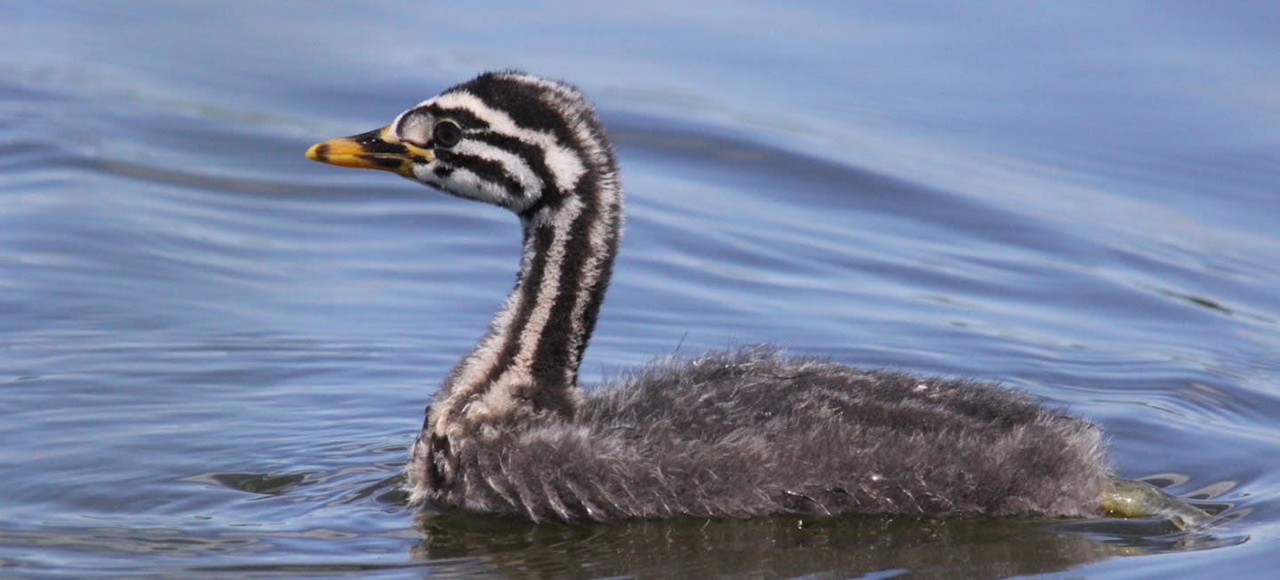 Photo by Carrol Henderson. Red-necked grebe chick on Lake Osakis.