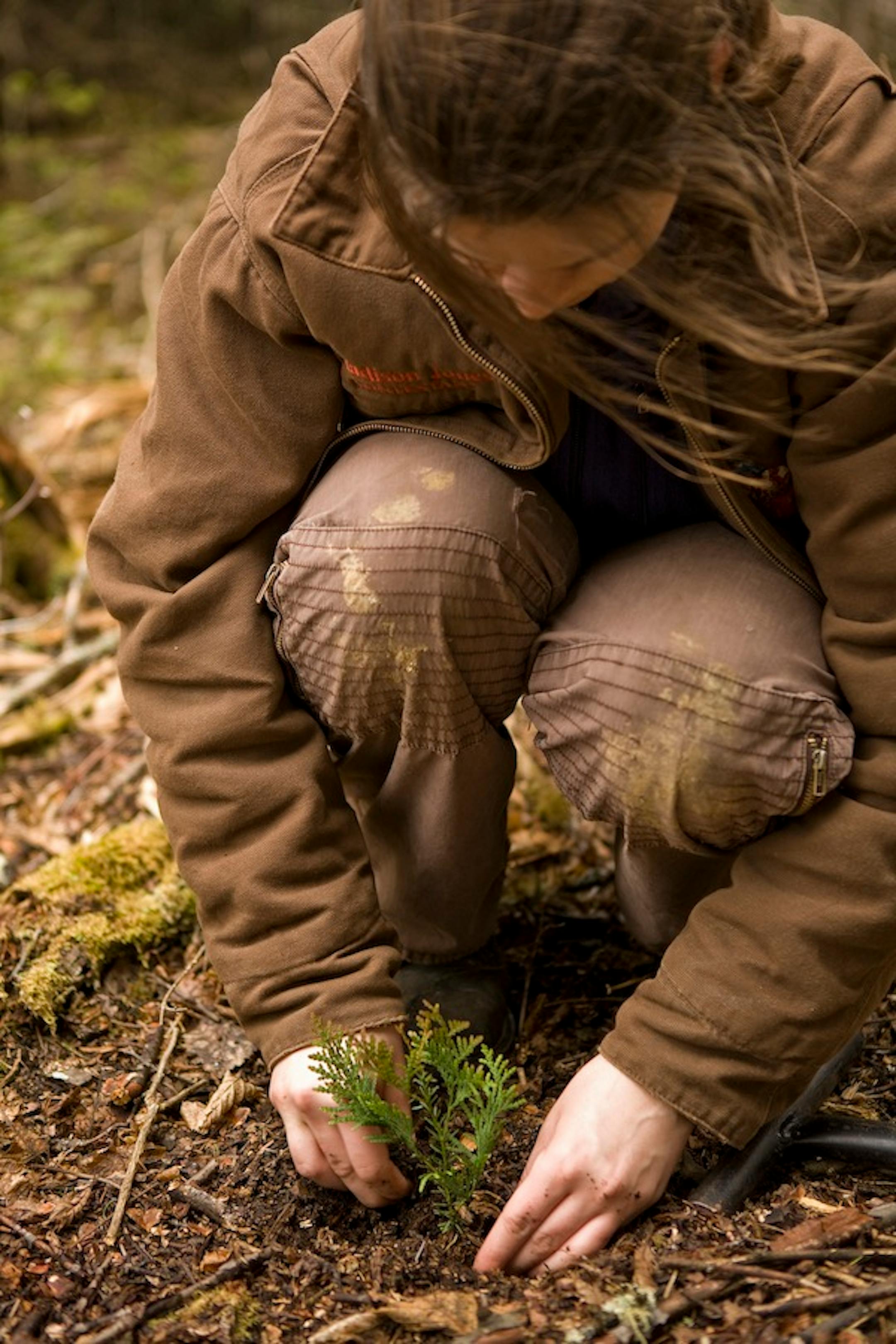 (ALL RIGHTS – NO COMMERCIAL USE) A Minnesota Conservation Corp worker plants a tiny white cedar seedling in the Superior National Forest in Cook County Minnesota. The Nature Conservancy is working in concert with numerous public and private landowners on forest management and restoration projects in northern Minnesota. Ongoing work will include protection from disease such as blister rust, and can include pruning and brush saw work to eliminate undesirable competition to promote a healthy and diverse forest landscape. Without large tracts of continuous forest, migratory songbirds and other species that represent ecosystem health are much less likely to survive. Photo Credit: © ColdSnap Photography