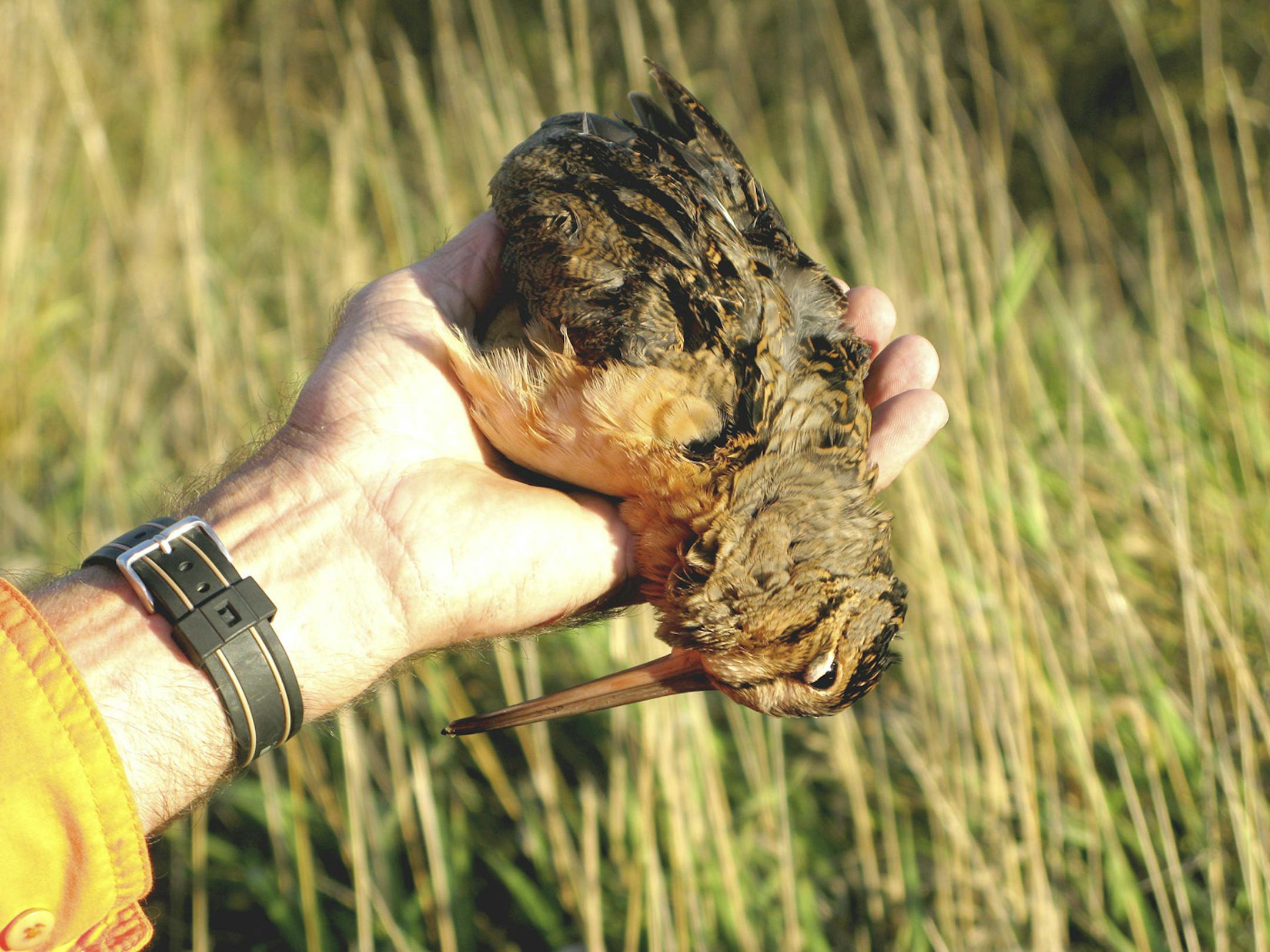 Forest dwellers, woodcock prefer moist ground that they can penetrate with their long beaks, feeding often on worms. The season opened Saturday. ORG XMIT: MIN2013091815141806