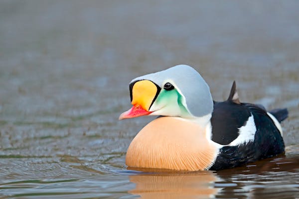 A king eider (Somateria spectabilis) photographed by Gary Kramer and included in his new book, "Waterfowl of the World.''