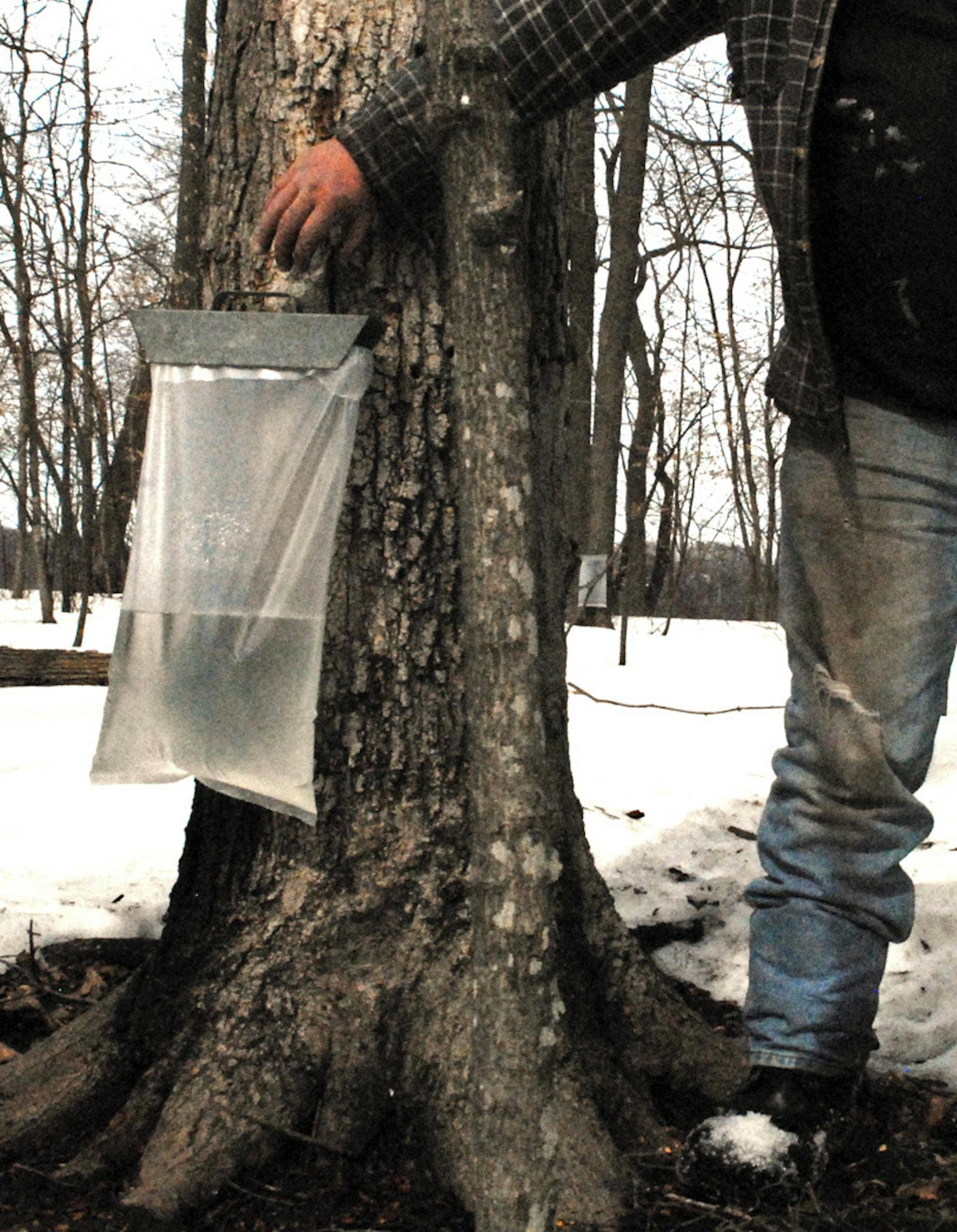 Warm, sunny days last week followed by cool nights were ideal conditions to for sap to start running from tapped maple trees. About 35 gallons of sap are needed to make one gallon of maple syrup. ORG XMIT: MIN2013040508390716