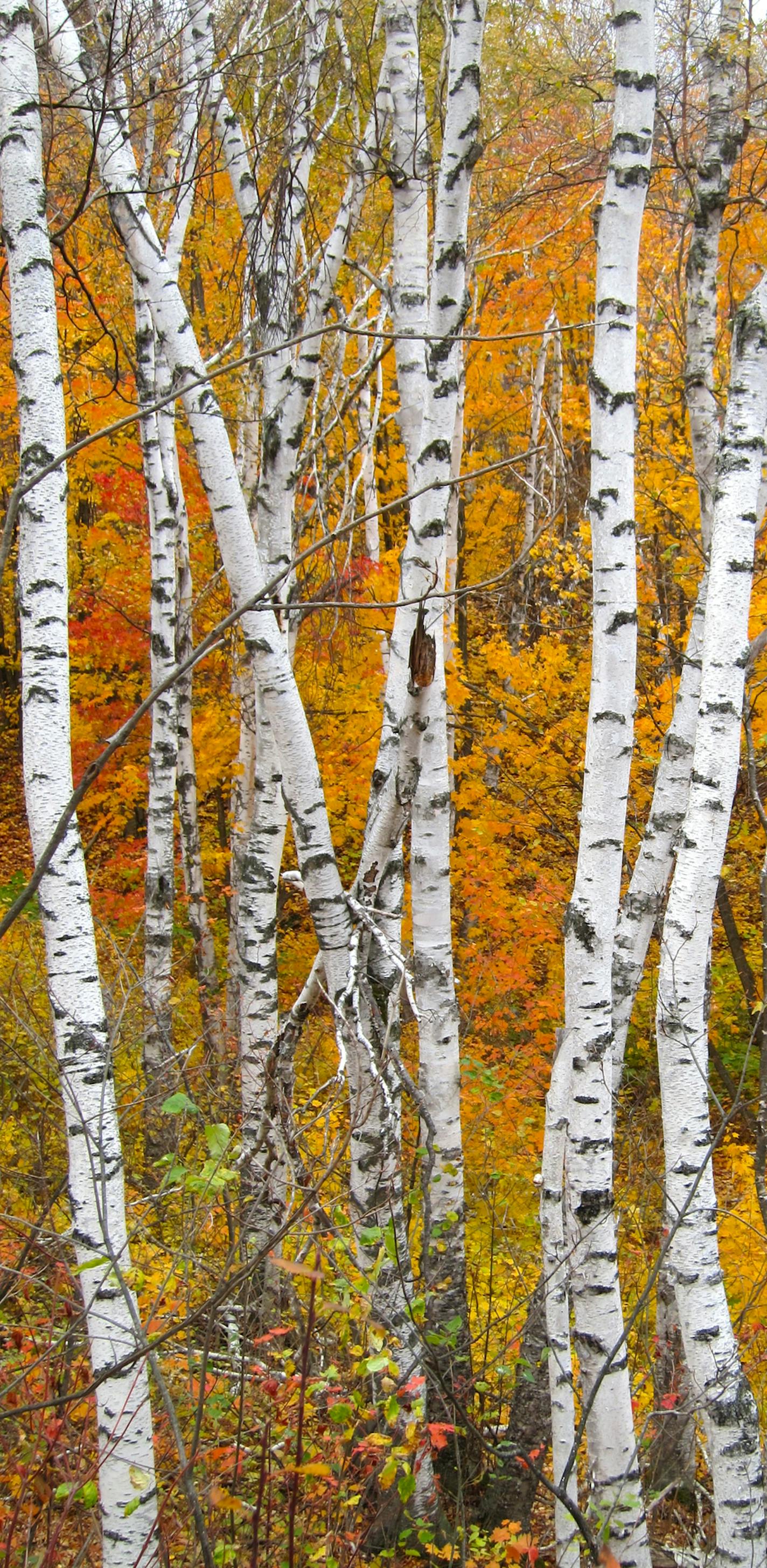 White birch trees punctuate the red and gold foliage near Alfred&#x201a;&#xc4;&#xf4;s Pond along the Superior Hiking Trail.