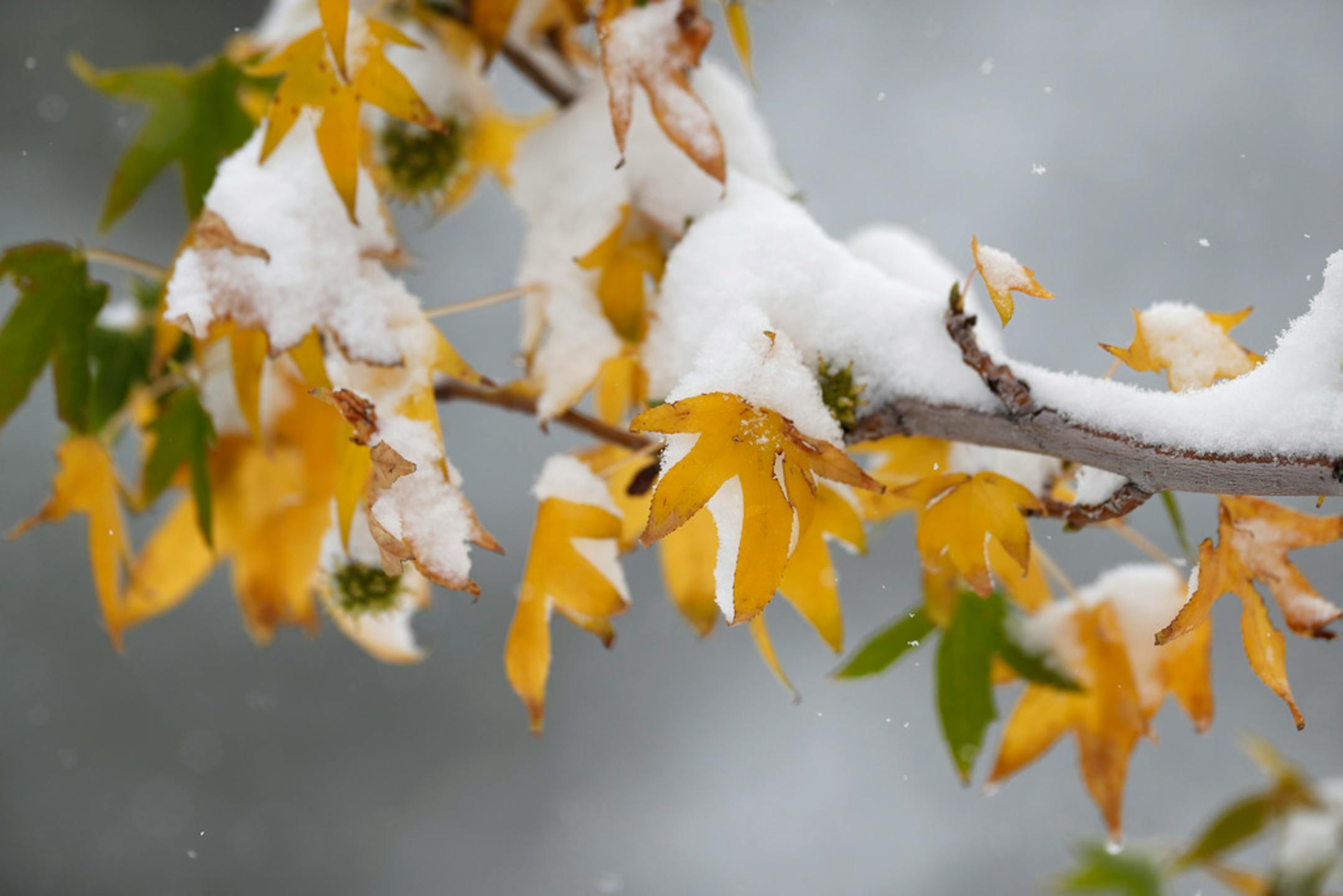 It's two seasons in one!