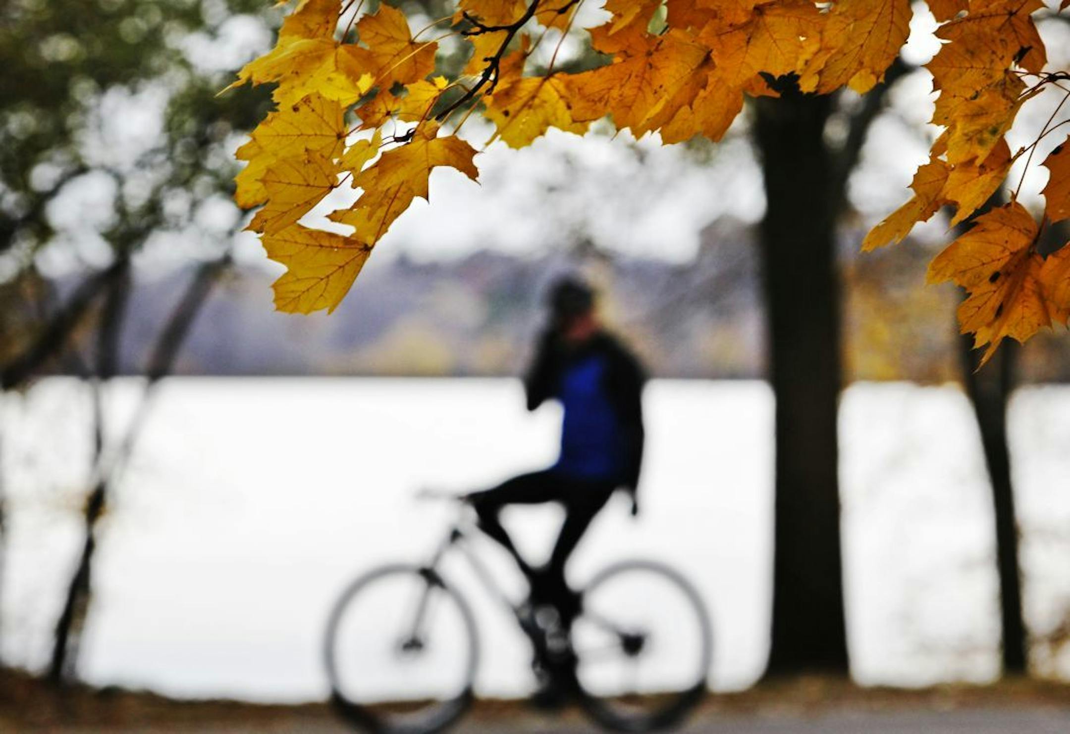 While most trees have dropped their leaves, a maple tree still held its near Lake Harriet as a biker rode by in Minneapolis, MN. Tuesday, Nov. 8, 2011.